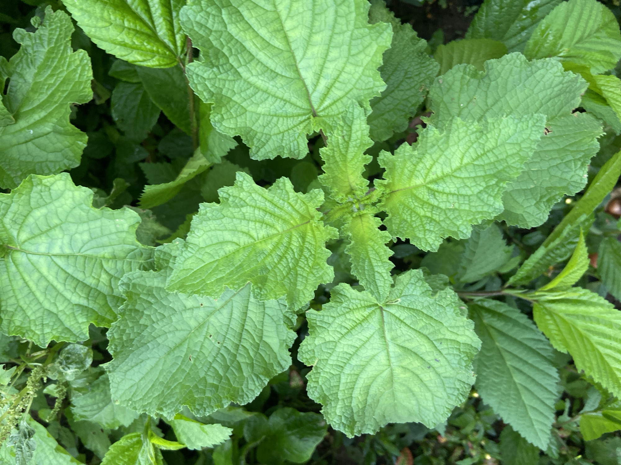 A close-up overhead shot captures a cluster of vibrant green, textured leaves. The leaves are broad and somewhat heart-shaped, with prominent veins and serrated edges. They are arranged in a radial pattern, with new growth appearing at the center, lighter and more delicate. The lighting suggests it is daytime, highlighting the glossy surface of the leaves, some appearing slightly wet. The background consists of darker, out-of-focus foliage, indicating a natural or garden setting within Mararaba, Nigeria.
