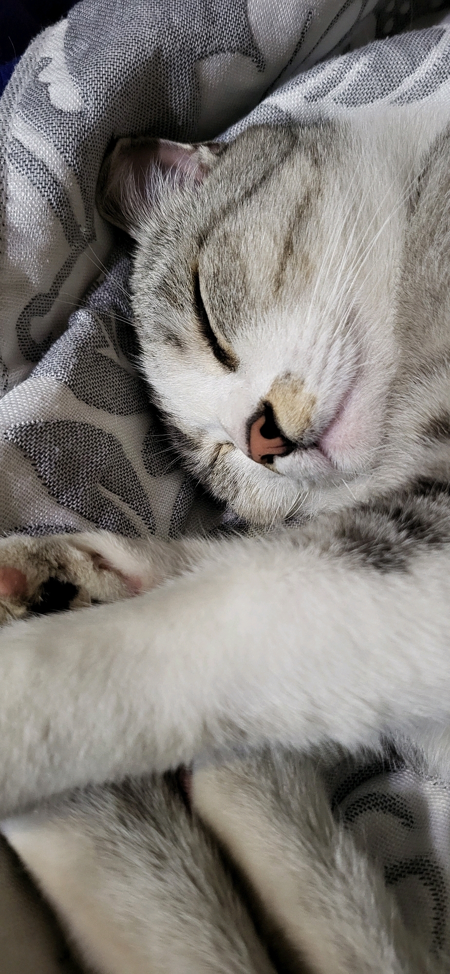A close-up, head-on shot shows a tabby cat sleeping on a patterned grey and white blanket. The cat's eyes are closed, and its face is partially obscured by its paw. The blanket has a subtle floral or leaf pattern. The image appears to be taken indoors, possibly in a home environment. There is no information in the image to suggest a specific location in Oskemen, Kazakhstan.