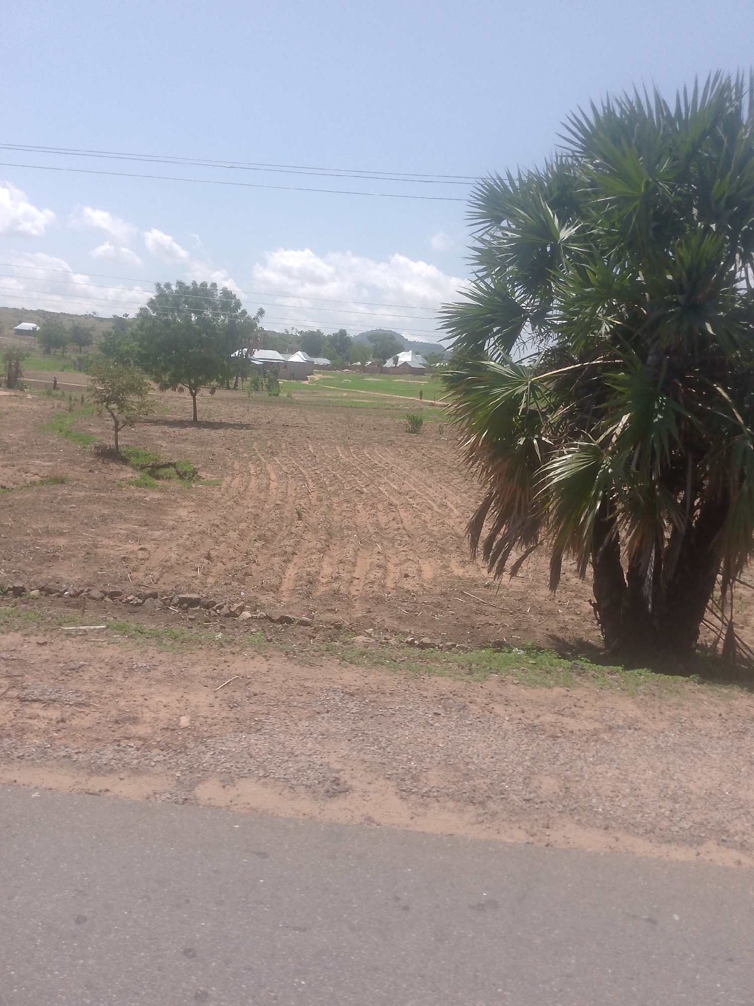 The image displays a rural landscape under a bright, partly cloudy sky, consistent with an agricultural area in Balanga, Nigeria. The foreground features a strip of grey asphalt road at the bottom, bordered by a reddish-brown dirt and gravel shoulder.
A large, palm-like tree with prominent fan-shaped green fronds occupies the right side of the frame, extending from the lower midground upwards, with some dried fronds visible at its base. To the left of this tree, a vast expanse of reddish-brown cultivated land is visible, characterized by distinct parallel rows or ridges, suggesting recent plowing or planting. Small green sprouts are sparsely distributed along these rows. A minor drainage channel or furrow runs across the field.
Further into the midground, several other trees are present, including one small, sparsely-leafed tree and a larger tree with dense green foliage. A lone, indistinct human figure is observed walking in the far left portion of the cultivated field.
In the background, a small settlement of several single-story buildings with light-colored roofs is scattered among sparse vegetation. Beyond the settlement, rolling hills or elevated terrain are visible against the horizon. The sky is clear light blue with scattered white cumulus clouds, and multiple parallel power lines traverse the upper portion of the image.