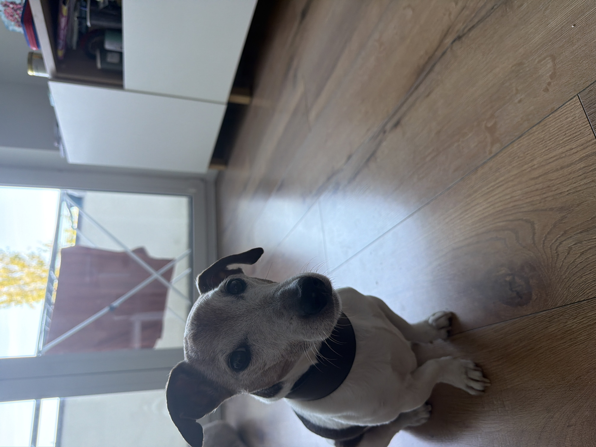A Jack Russell Terrier is sitting on a wooden floor, looking towards the camera. The dog is primarily white with tan markings on its head and back, and it is wearing a dark collar. In the background, a large window shows a drying rack with a red towel hanging on it. To the right of the window is a white cabinet with drawers. The lighting suggests it is daytime, with sunlight coming in from the window. The scene appears to be indoors, likely in a residential setting.
