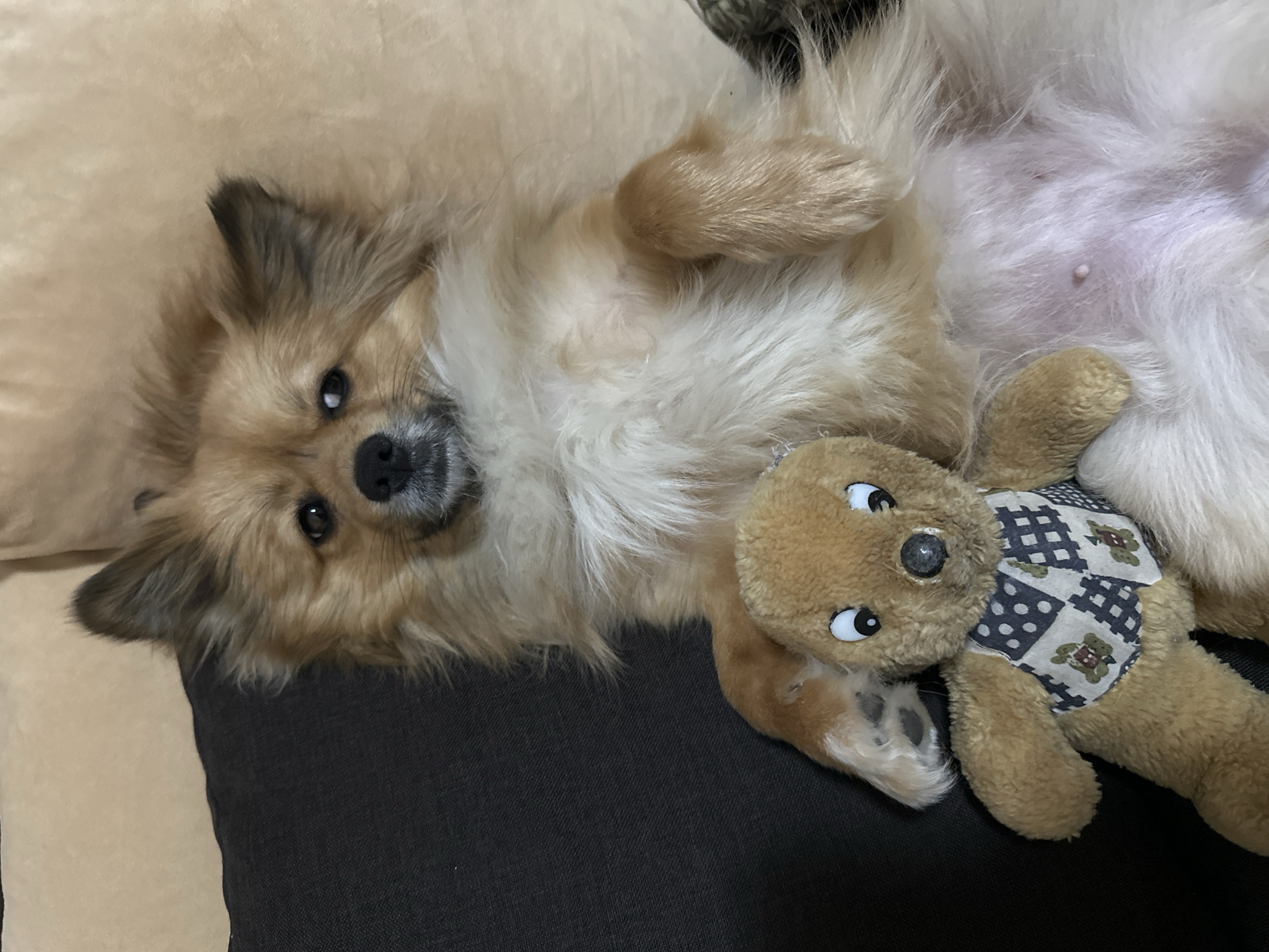 A medium-sized, light brown, furry dog lies on its back on a dark gray surface, possibly a couch or bed, with a light tan background. The dog is looking directly at the camera with a playful expression. Its paws are raised slightly, and a small, stuffed bear toy with a patterned vest is lying next to it. The dog's belly is visible, and it appears to be female. The location in the city of Plovdiv, Bulgaria, cannot be determined from the image.
