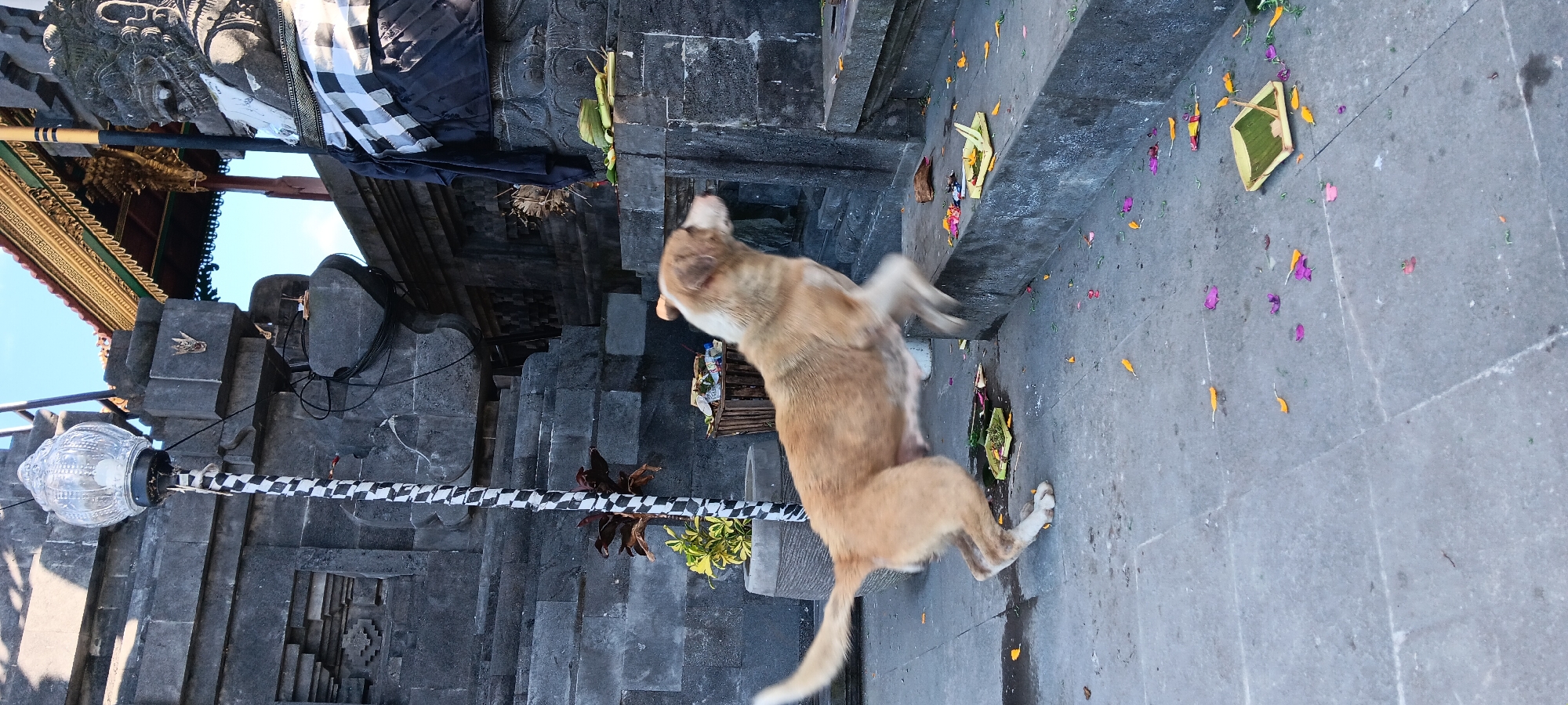 A medium-sized, light brown dog with white markings on its chest and legs is captured mid-leap on a stone pathway in Penebel, Indonesia. The dog is facing right and appears to be jumping onto a raised stone step. The ground is littered with colorful flower petals, primarily pink and yellow, and several small woven offerings, known as canang sari, which are commonly seen at Balinese Hindu temples.
Behind the dog, a stone structure with intricate carvings is visible. A decorative pole with a black and white checkered fabric wrap stands vertically to the left of the frame. Further back, a stone statue, possibly a guardian figure, is partially visible, adorned with a black and white checkered cloth. The background shows more of the temple architecture, including a red and gold roof, against a clear blue sky. The overall scene suggests a cultural or religious site where offerings are being made, and the dog is an active participant in the environment.