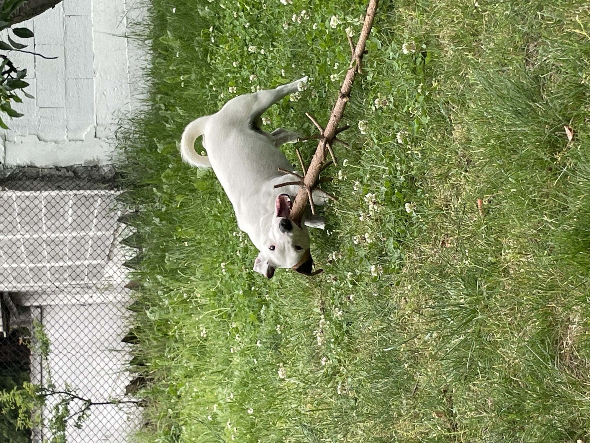 A white dog with black markings on its face is playing with a stick in a grassy yard. The dog is looking towards the camera with its mouth open, holding the stick in its jaws. The yard is filled with green grass and small white flowers. In the background, there is a white brick wall and a chain-link fence. The location is the city of Velingrad, Bulgaria.