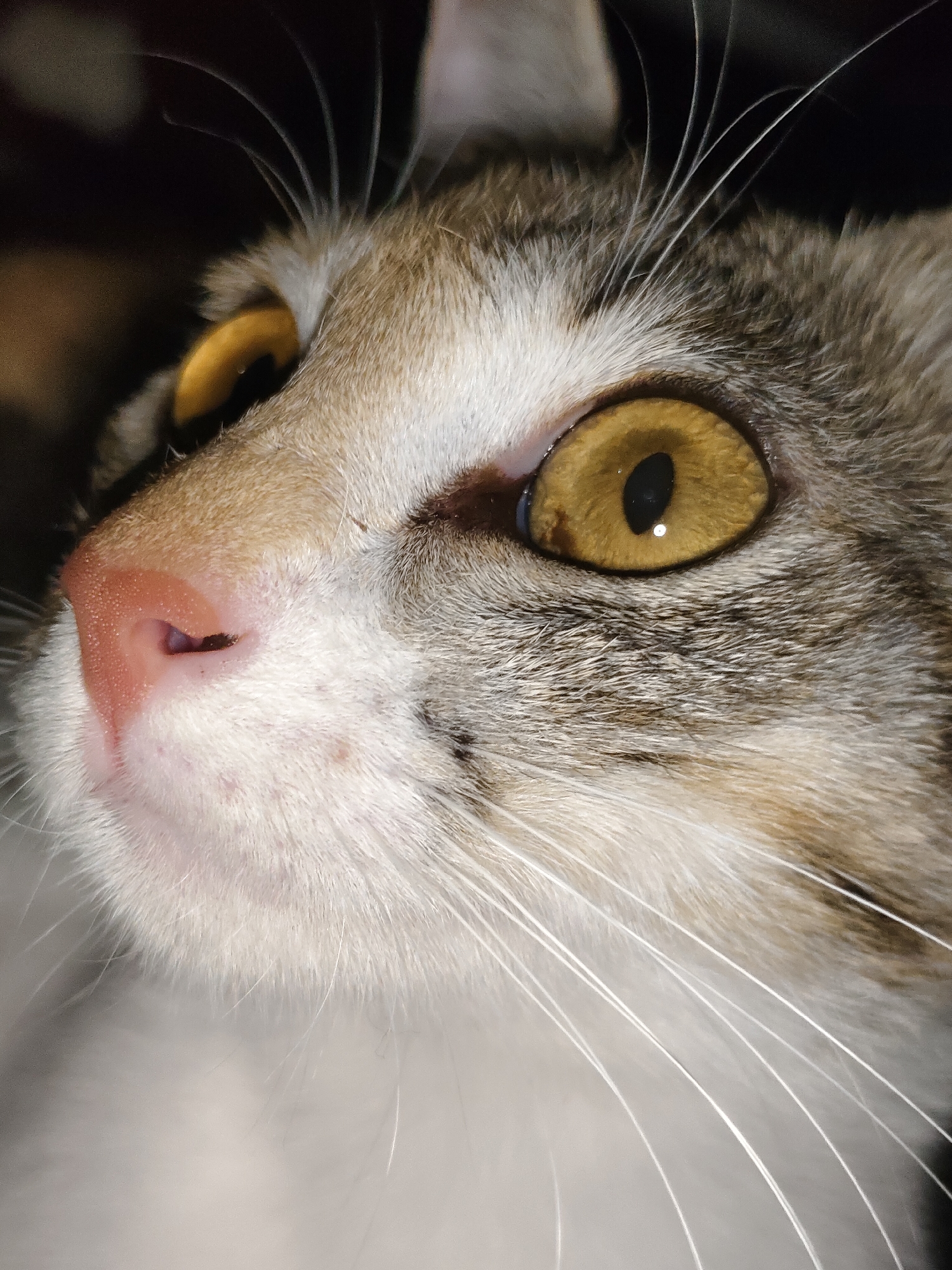 This is an extreme close-up, eye-level, indoor photograph of a domestic cat's face. The cat is facing to the left of the frame, with its left eye and part of its nose prominently displayed. The eye is large and has a striking yellow-gold iris with a dark vertical pupil. The cat's fur is a mix of brown, gray, and white tabby markings. Long, white whiskers extend from the sides of its muzzle. The cat's nose is a soft pink color with a dark nostril. The background is dark and out of focus, suggesting low lighting conditions. There are no people, actions, or interactions depicted in the image. The location is unknown.
