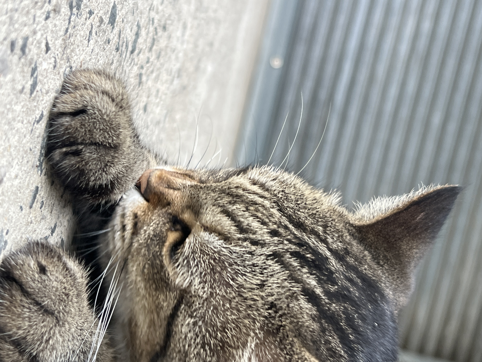 A close-up, eye-level shot shows a tabby cat grooming its paw on a textured concrete surface. The cat's fur is a mix of brown, black, and grey stripes. Its eyes are partially closed, and its nose is pointed towards its paw. The background consists of a grey, ribbed metal surface, possibly a garage door or a shutter. The lighting suggests an outdoor setting, with sunlight casting shadows and highlighting the cat's fur. The scene is located in Choeng Thale, Thailand, where such domestic animals are commonly found in public spaces.