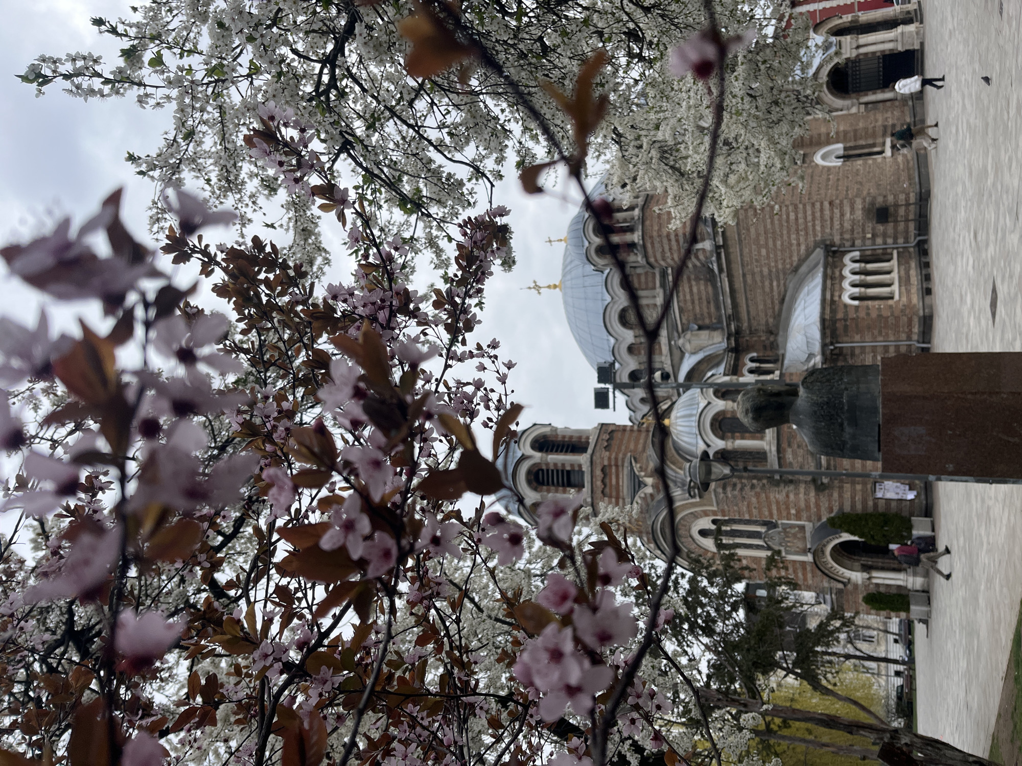The image captures Saint Alexander Nevsky Cathedral in Sofia, Bulgaria, from a ground-level perspective, framed by blooming trees. The cathedral's facade is visible, showcasing its brickwork, arches, and domes. A statue is placed in front of the cathedral. Pedestrians are walking near the building. The sky is overcast. The image focuses on the foreground, filled with branches and flowers of blooming trees, partially obscuring the cathedral. Some branches have pink blossoms and brown leaves, while others have white blossoms. The setting is a public square with paved ground.