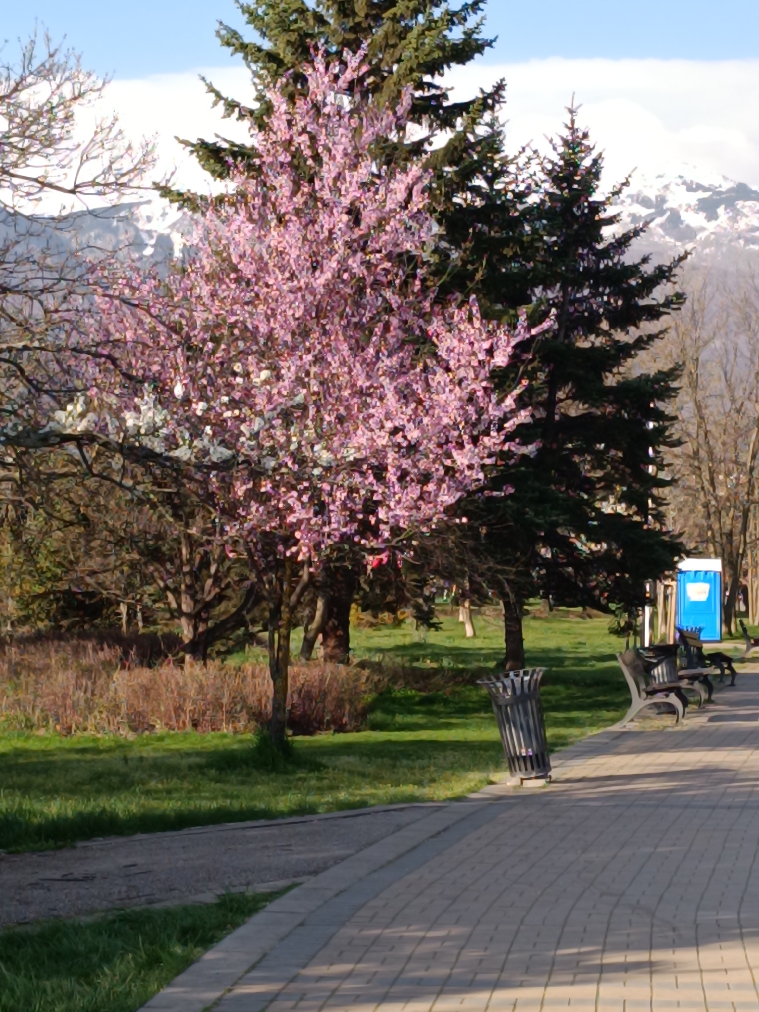 The image shows a park scene in Sofia, Bulgaria. A brick pathway stretches into the distance, lined with benches and a metal trash can. A flowering tree with pink blossoms is prominent in the left-center of the frame, with coniferous trees behind it. Bare-branched trees and snow-capped mountains are visible in the background. A blue portable toilet stands along the pathway. The scene is bathed in sunlight, suggesting a bright day.