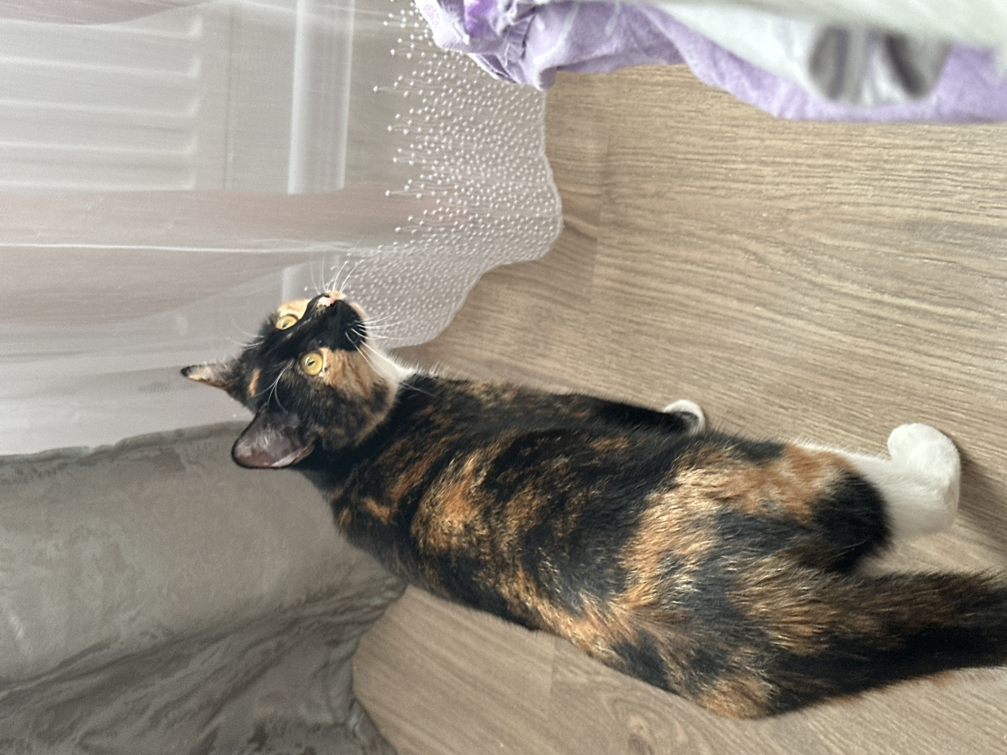 A calico cat stands on a wooden floor, looking to the right towards a sheer white curtain with pearl-like embellishments. The cat has patches of black, orange, and white fur, with yellow eyes. Behind the cat, a grey curtain is visible on the left. To the right of the cat and curtain, a pile of purple and white fabric is present. The scene appears to be indoors, likely in a residential setting, potentially in Znamya Oktyabrya, Russia, given the provided context.