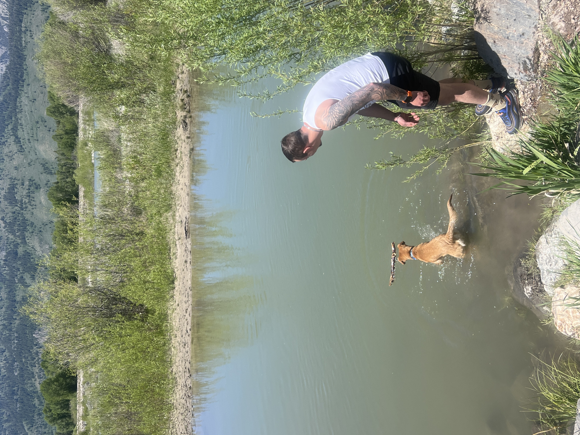 In Wilson, United States of America, a sunny daytime scene depicts an adult male interacting with a dog by a body of water. The man, positioned on the right bank, wears a white sleeveless tank top, black shorts, athletic shoes, and an orange-banded watch on his left wrist; his right arm is extensively tattooed. He leans forward, observing a light brown dog in the greenish-brown water. The dog, wearing a blue collar, is actively swimming or wading, carrying a stick in its mouth, and facing towards the left side of the frame, generating ripples and splashes. The immediate bank where the man stands is rocky and features green grass and small plants. Across the water, a sandy bank is visible, backed by dense green bushes and trees. In the distant background, a large mountain range, heavily forested with coniferous trees, rises under a clear sky.