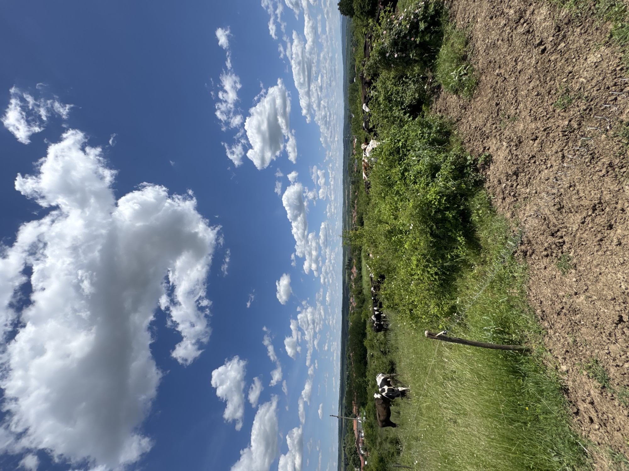 The image depicts a rural landscape with a bright blue sky and scattered cumulus clouds. In the foreground, a grassy field contains a herd of black and white cows. A fence runs along the edge of the field, separating it from a tilled agricultural area. Beyond the field, the landscape stretches into the distance, with trees and vegetation visible. The location is identified as Dermantsi, Bulgaria, based on available location information.