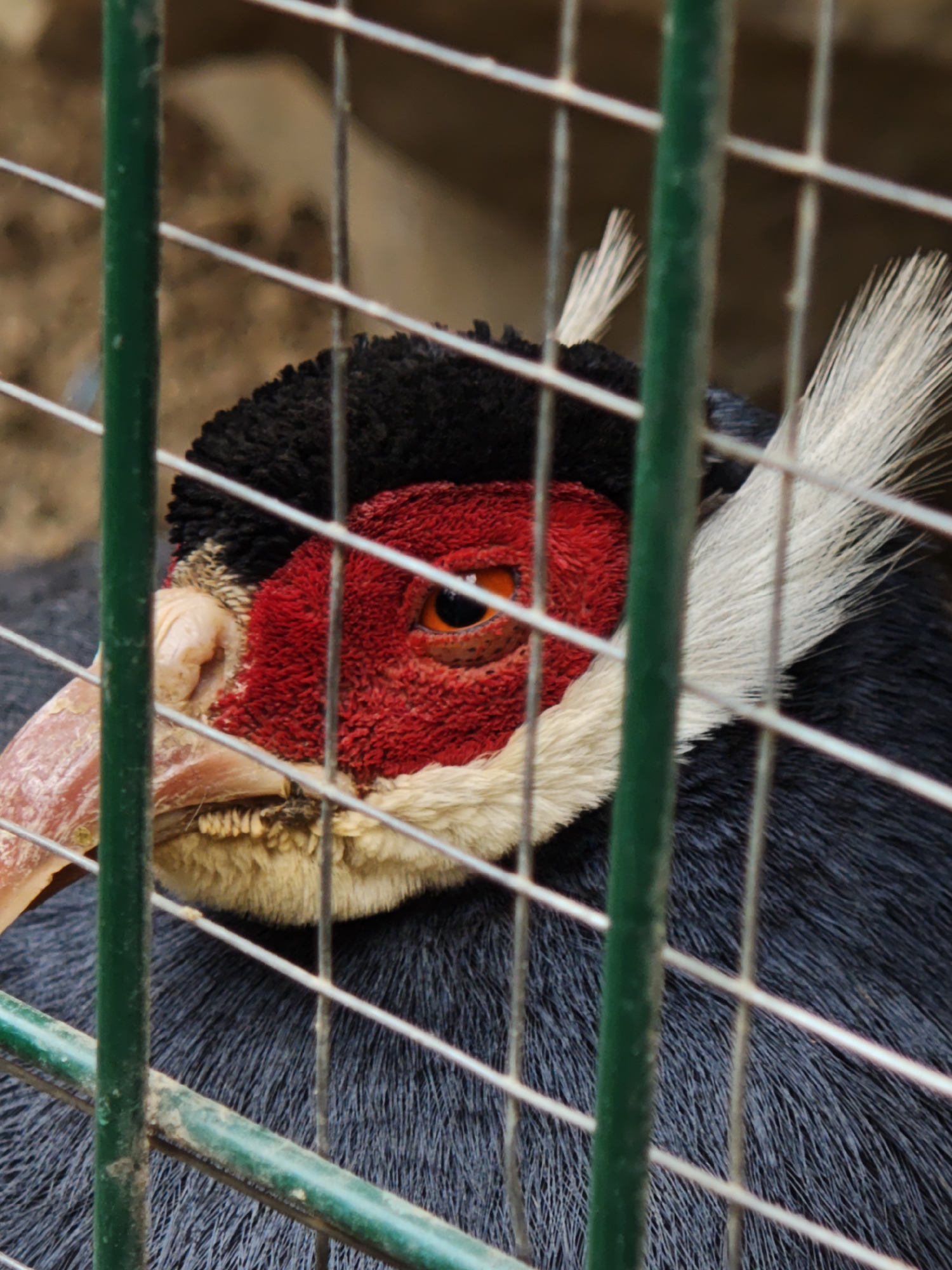 This is a close-up, headshot of a bird behind a green metal cage. The bird has black, fluffy head feathers, a bright red, textured face, and an orange eye with a black pupil. Its beak is a pale pinkish-tan color, and its mouth is slightly open, revealing small, yellowish teeth. The bird has white, feather-like tufts on its head and a creamy white ruff around its neck. Its body appears to be covered in dark gray or black feathers. The cage bars are in the foreground, with the bird's head visible through the openings. The background is blurred and appears to be an earthy or sandy color. This image was taken in the city of Yaremche, Ukraine.