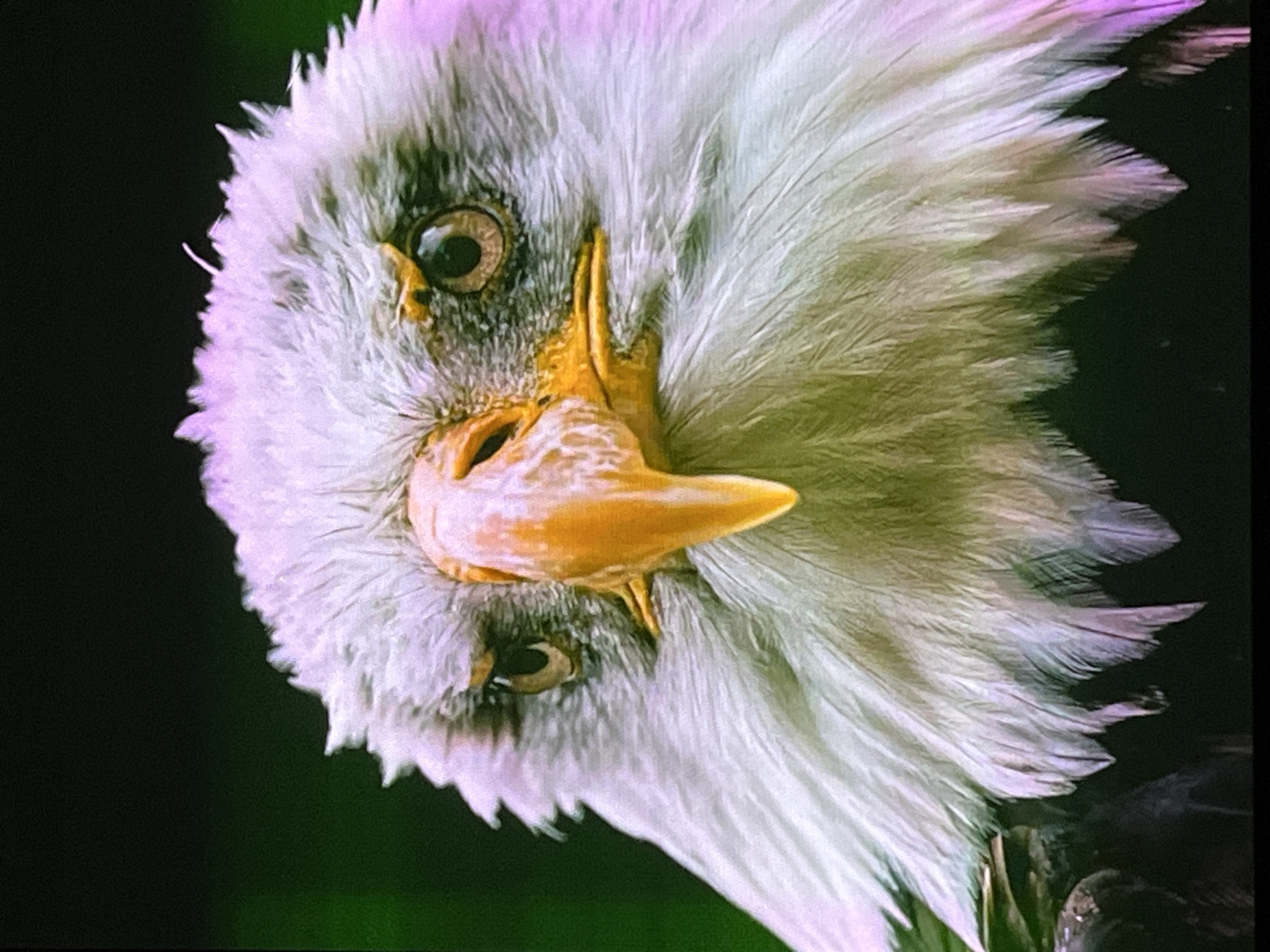 The image is a close-up portrait of a bald eagle. The eagle's head and neck are fully visible, with its gaze directed forward. Its white head feathers are prominent, contrasting with its dark eye and sharp, hooked yellow beak. The background is dark and out of focus, with hints of green foliage. The lighting casts a subtle pinkish-purple hue on the eagle's head and some of its white feathers, suggesting it might be artificial light or a specific time of day. The image does not contain any information or visual cues related to Cadek, Indonesia, or any urban environment.