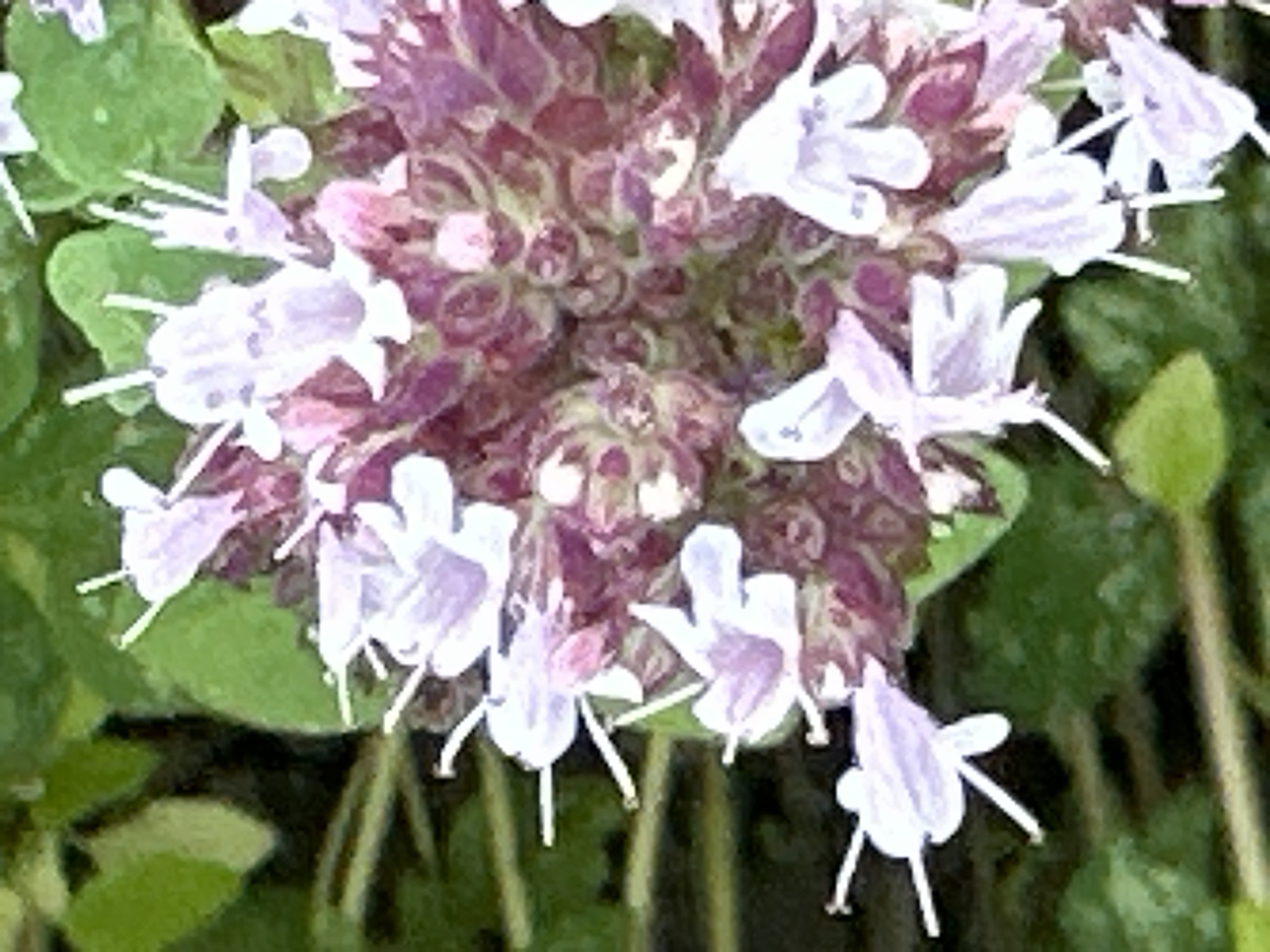 The image shows a close-up of a flowering plant, likely oregano or thyme, with small, pale purple flowers and green foliage. The flowers are clustered together, with delicate petals and visible stamens. The background is composed of out-of-focus green leaves. The scene is an outdoor environment, suggesting a garden or natural setting. There are no people or man-made structures visible. This image was taken in Dubrovitsy, Russia.