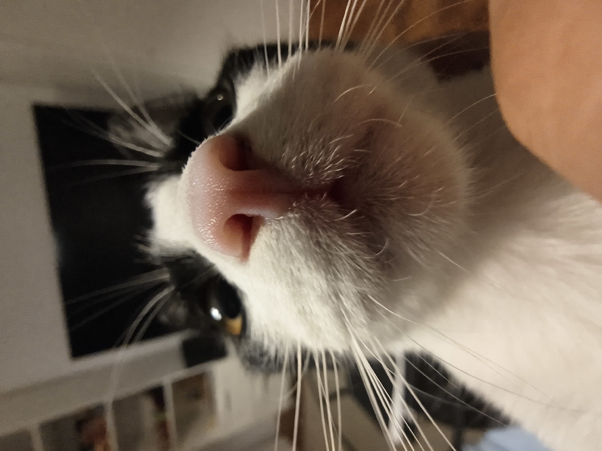 Close-up, tilted view of a black and white cat, focusing on its pink nose and white whiskers. One eye is visible, with a gold-colored iris. A human hand or arm is present in the top right corner. The background includes blurred objects, possibly photos on a wall. It is not possible to determine the location as Zemun Urban Municipality, Serbia from the image.