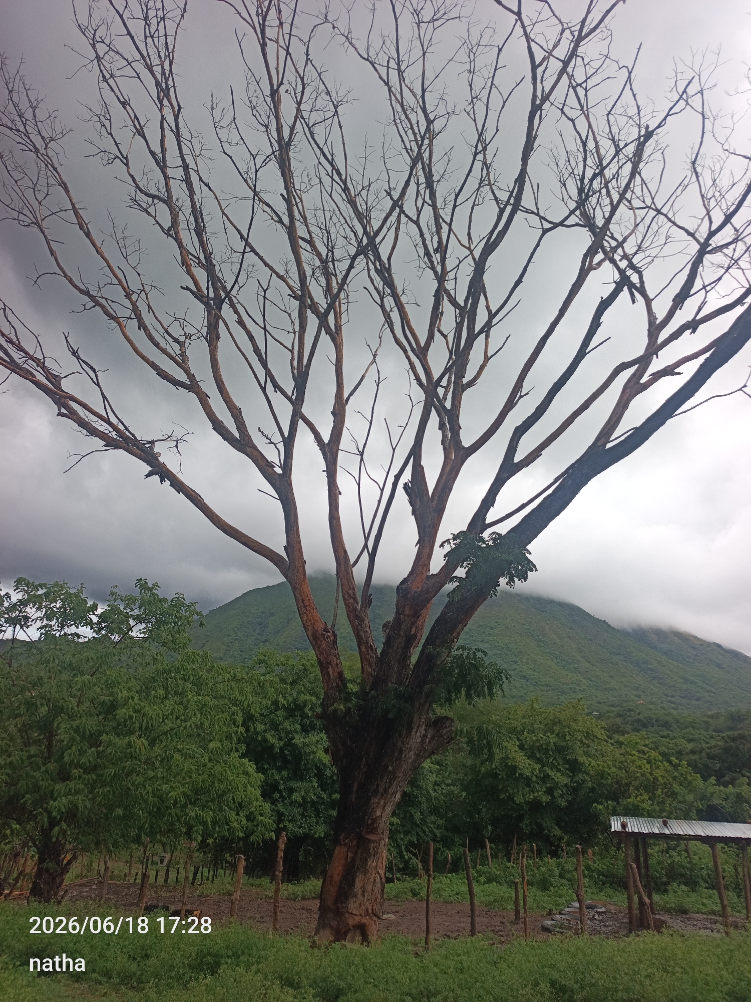The image depicts a dead tree with bare branches in the foreground, silhouetted against a cloudy sky. Behind the tree, a lush green hillside is visible, with a portion of it obscured by clouds at the summit. In the middle ground, a line of trees forms a dense canopy. A rustic wooden fence and a small, simple structure with a corrugated metal roof are also present. The lower portion of the image shows a grassy area and what appears to be tilled soil. A date stamp "2026/06/18 17:28" and the text "natha" are overlaid in the bottom left corner. The scene appears to be a rural or semi-rural setting, possibly in El Chaparral, Venezuela, given the provided context.