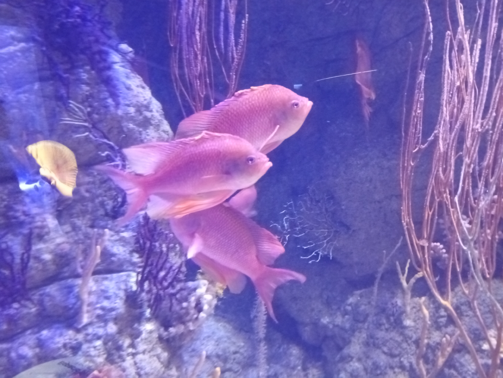 The image shows an underwater scene with three pink fish swimming in an aquarium. The fish are facing to the right. In the background, there are rocks, purple coral, and strands of seaweed. One yellow fish is visible on the left side of the image. The lighting suggests an artificial environment, likely a public aquarium. This scene is located in the Oceanogràfic of Valencia, Spain, which is Europe's largest aquarium and a prominent part of the City of Arts and Sciences complex.