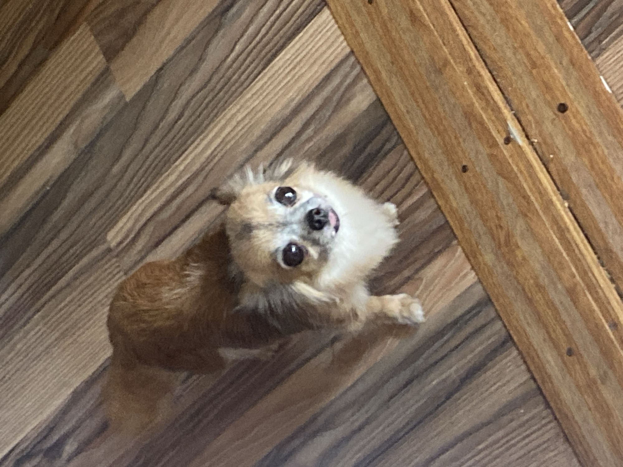 The image depicts a long-haired chihuahua with tan and white fur standing on a wooden floor. The dog is looking directly at the camera with its tongue slightly sticking out. The floor is made of planks with a wood grain pattern. The lighting suggests an indoor environment. There are no people or other animals visible. The image does not contain any information to suggest a location in Maykop, Russia.