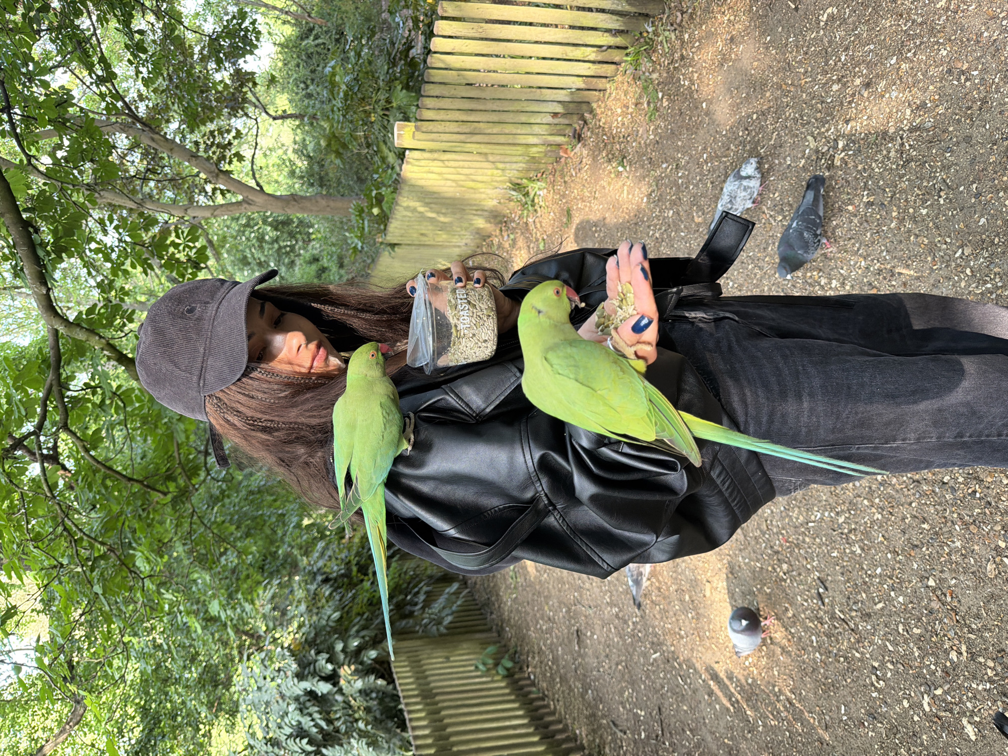 A young woman with brown braided hair wearing a grey baseball cap, black jacket, and dark jeans is standing outdoors. Two bright green parakeets are perched on her jacket, one on the shoulder and the other on the arm. She holds a small container of seeds in one hand and seeds in the palm of her other hand, apparently feeding the birds. Several pigeons are on the ground nearby. The setting is a park with trees, foliage, and a section of wooden fencing. Based on the presence of ring-necked parakeets (also known as rose-ringed parakeets), which are common in the area, it is likely that this photograph was taken in a park in the city of London, United Kingdom.