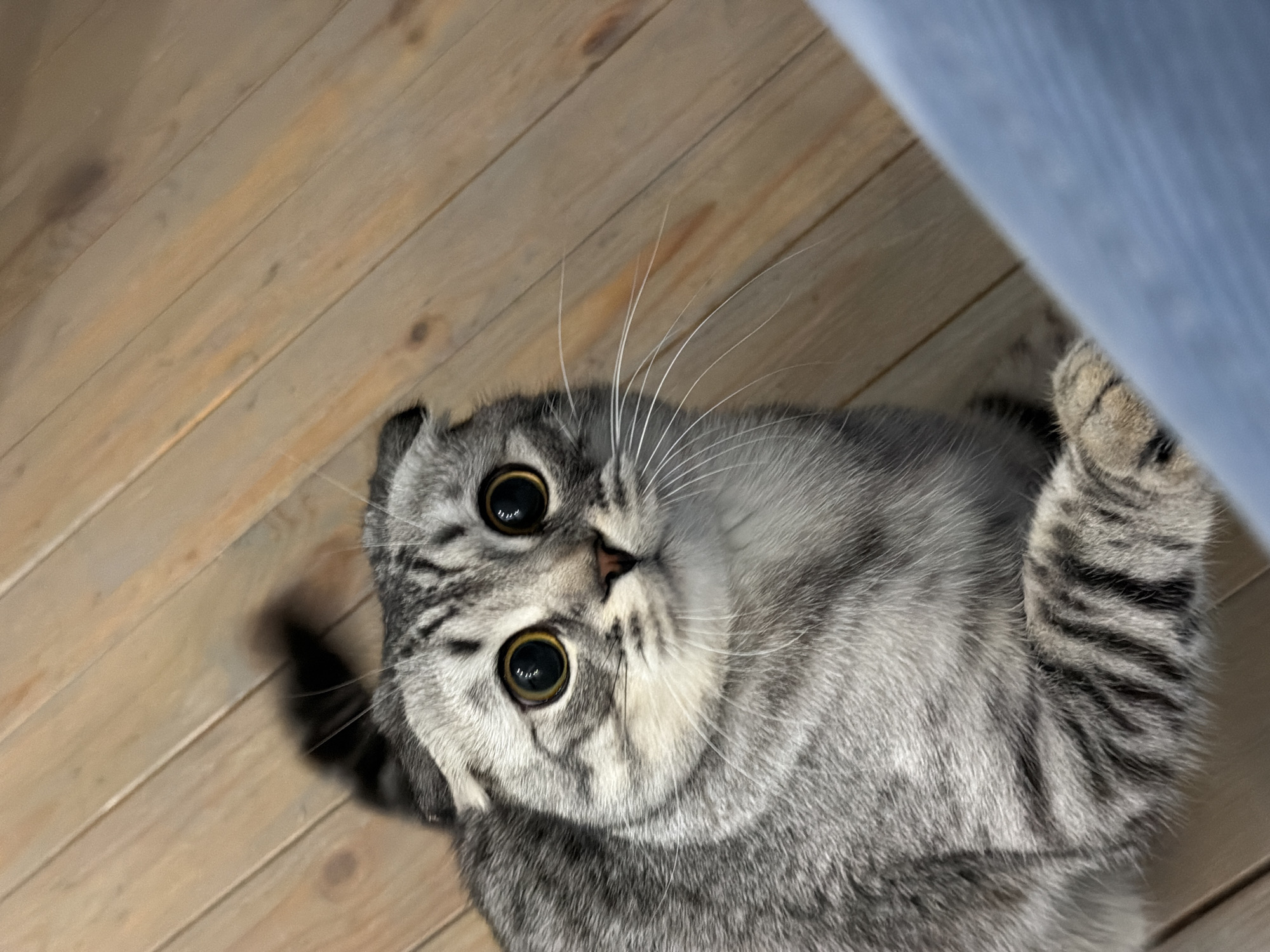 A close-up shot of a silver tabby Scottish Fold cat lying on a light brown wooden floor. The cat is positioned at an angle, with its head tilted upwards and to the left. Its large, round, yellow eyes are focused directly on the camera. The cat's fur is predominantly gray with darker tabby stripes. A portion of what appears to be a blue object is visible in the upper right corner of the frame, possibly part of a piece of furniture. The wooden floor consists of planks running diagonally across the image.
The location in the city of Perm, Russia is unknown.