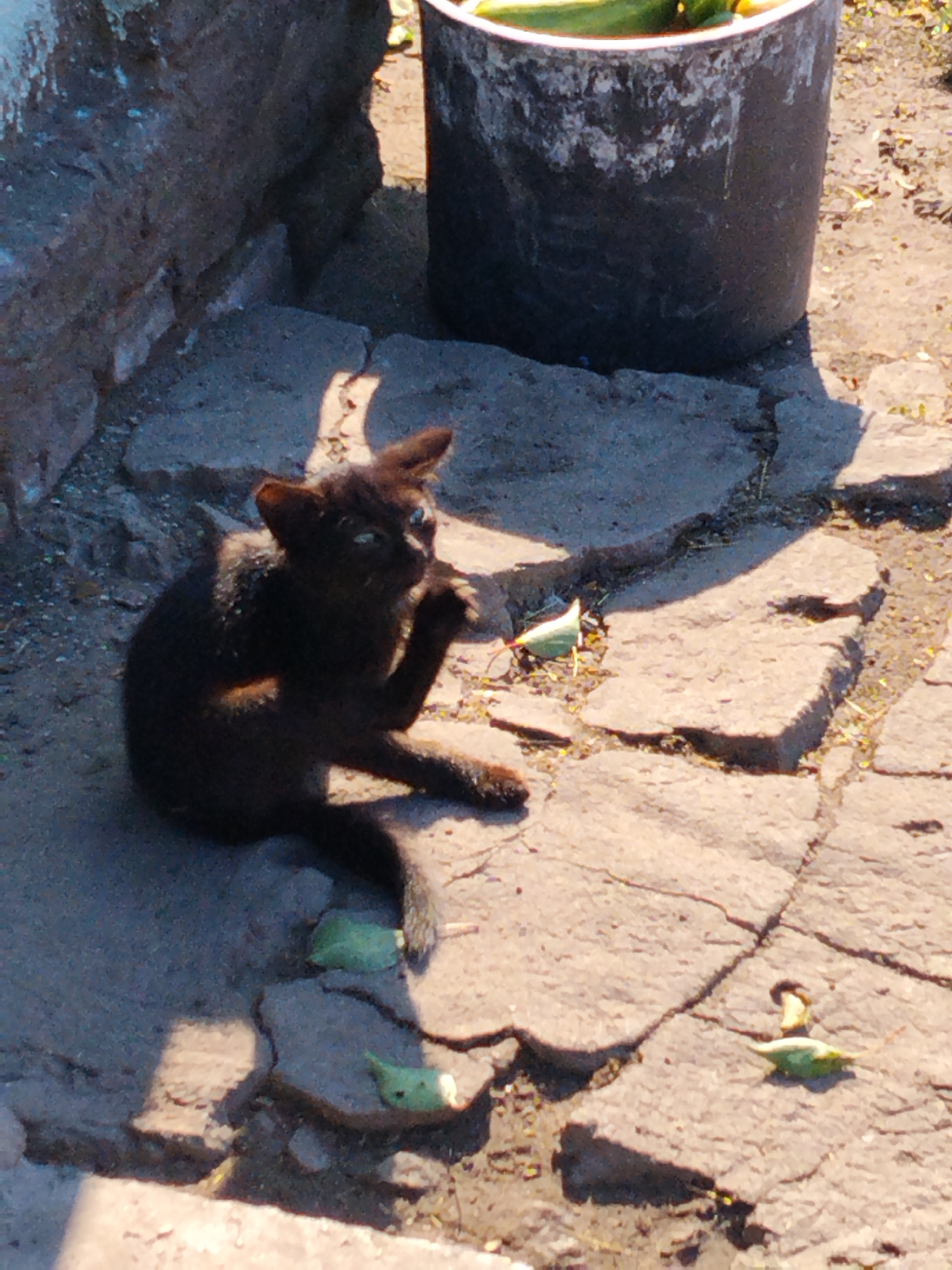 In Ustyvytsia, Ukraine, a black kitten is observed sitting on a cracked stone surface. The kitten is facing to the right, with its left paw raised to its face as if grooming. A dark, weathered bucket, containing what appear to be green vegetables, is positioned behind and to the right of the kitten. The ground is composed of rough, uneven stones, with some scattered green leaves and dirt. The scene is lit by bright sunlight, casting shadows on the ground.