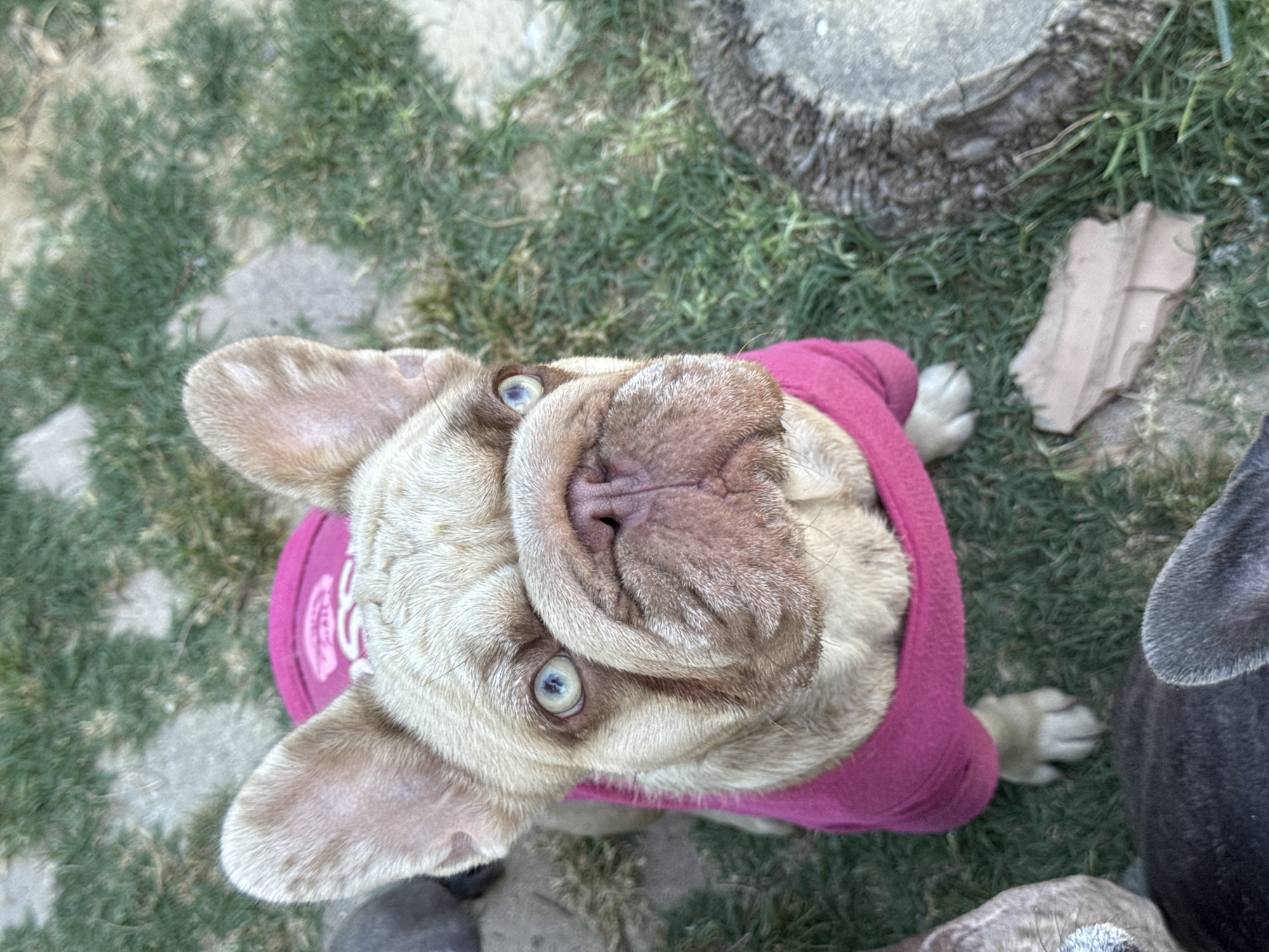 This is a close-up, high-angle, eye-level shot of a fawn-colored French Bulldog wearing a bright pink sweater. The dog is looking directly at the camera, with its head tilted back. Its eyes are a striking blue-grey, and its wrinkled snout is prominent. The dog's ears are large and stand upright. The sweater has a pink circular tag with white text that is partially visible, appearing to be a logo or brand name.
The dog is outdoors, lying on a patchy green lawn with some grey stones or paving scattered around. To the right of the French Bulldog, another dark-colored dog, possibly a grey French Bulldog, is partially visible in the frame, its head and ear showing. A piece of light brown, crumpled material, possibly cardboard or paper, is on the grass near the center of the image. In the background, a rough-textured, greyish-brown circular object, which looks like a tree stump or large rock, is present. The lighting suggests it is daytime, possibly sunny, given the bright colors and shadows. The overall impression is one of a relaxed, outdoor moment with pets.