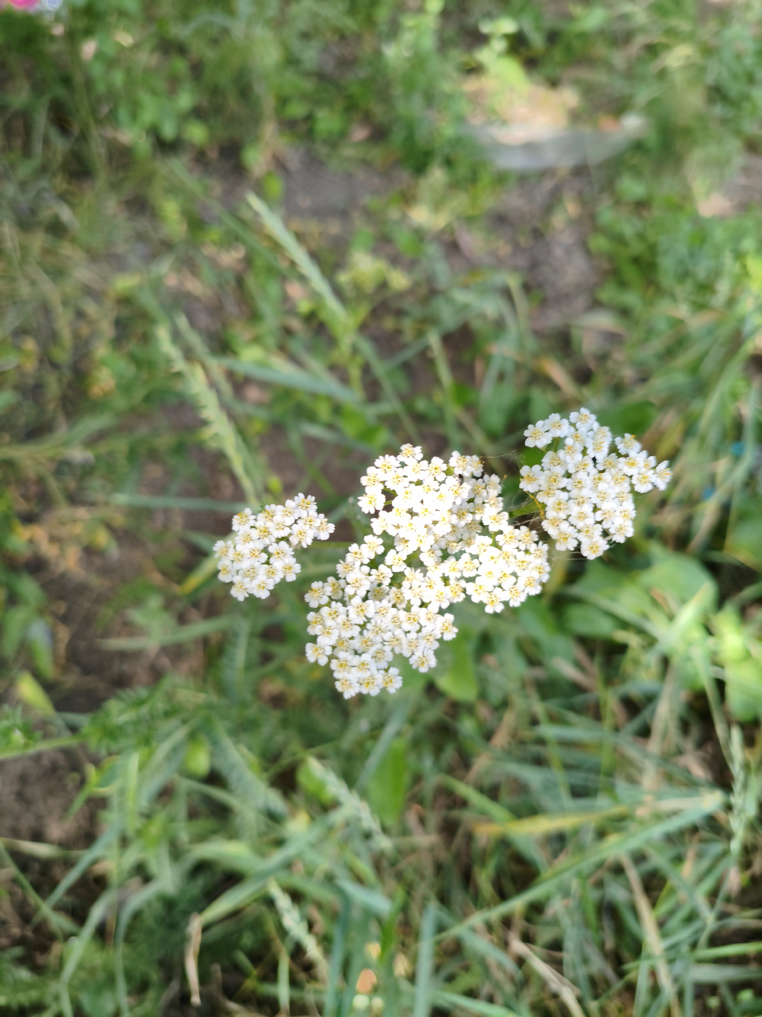 The image displays a close-up view of small white flowers with yellow centers, clustered together on a plant stem. The flowers are in focus, while the background is blurred, showing green foliage, soil, and some dry grass. The lighting suggests it is daytime, with sunlight casting soft shadows. There is no discernible location in Orenburg, Russia, or any specific context provided by the image itself. The scene is natural and appears to be outdoors, possibly in a garden or a meadow. There are no people or animals visible in the frame. A faint spiderweb can be seen connecting some of the flower clusters.
