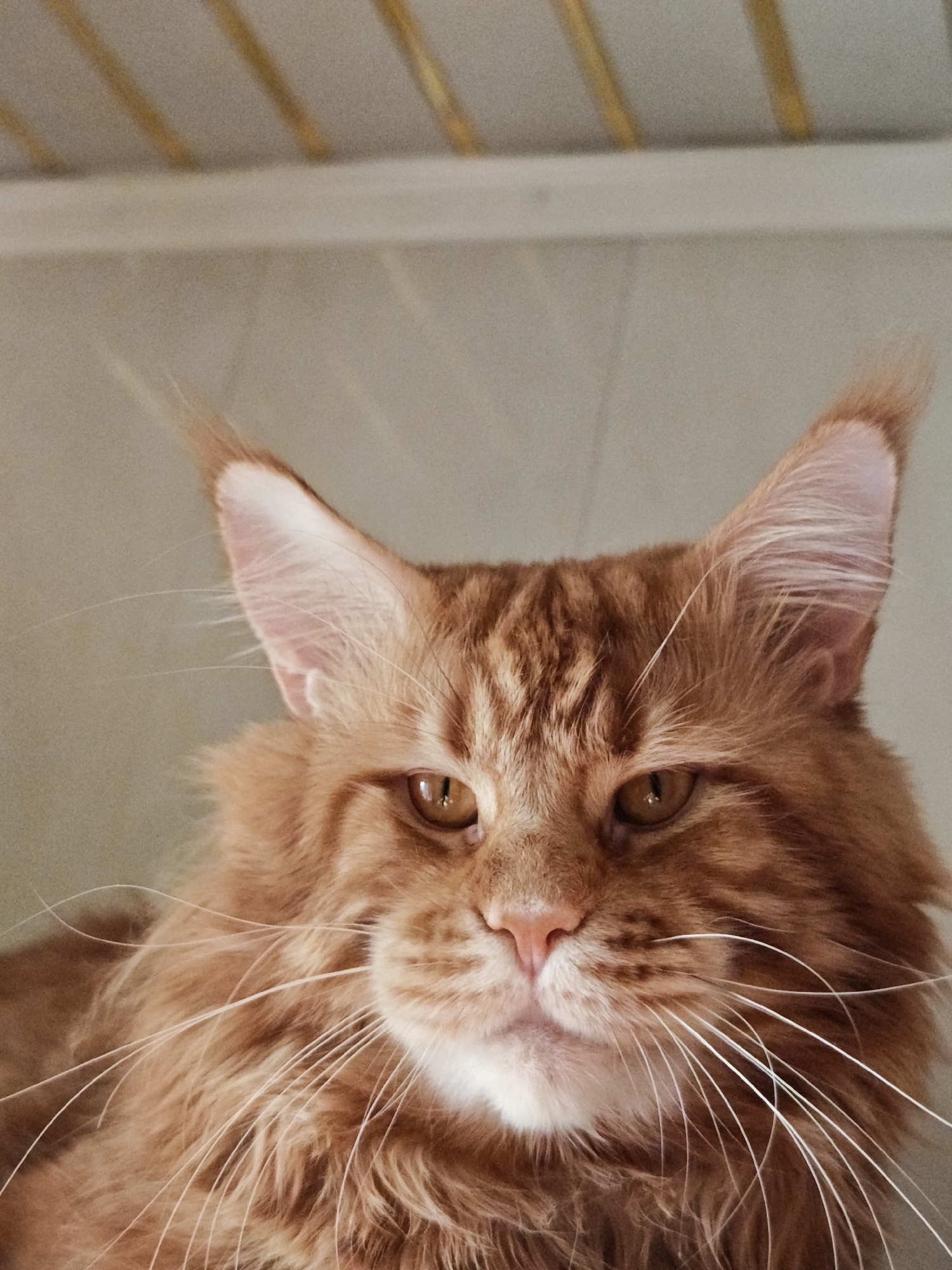 A close-up, low-angle shot captures the head and chest of a large, ginger Maine Coon cat. The cat's fur is a warm orange-brown with darker tabby stripes visible on its forehead and ears. Its large, pointed ears have tufts of fur, and prominent white whiskers fan out from its muzzle. The cat's eyes are a striking amber color, and its pink nose is slightly upturned. The background is out of focus, with a light-colored, textured surface above and a lighter, neutral wall behind. The lighting suggests it is daytime. The cat appears alert and perhaps a bit regal, with a direct gaze at the viewer. No text is visible in the image.