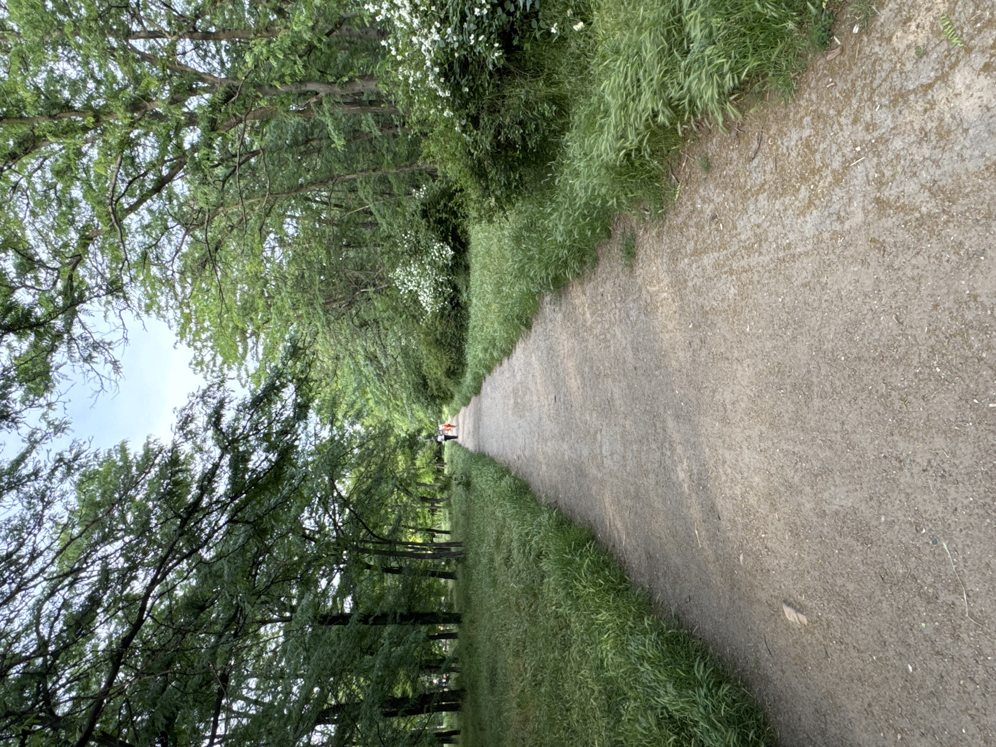 The image displays a dirt path winding through a densely vegetated park or arboretum in Odesa, Ukraine. The unpaved path, composed of light brown soil and small pebbles, extends from the foreground into the background, narrowing as it recedes. On both sides of the path, tall trees with verdant green foliage form a natural canopy, with glimpses of a pale blue sky visible overhead. The trees on the left appear to be largely deciduous, while those on the right are also broad-leafed. The undergrowth flanking the path consists predominantly of tall, vibrant green grass and various shrubs. On the right side, two distinct bushes are in full bloom with clusters of small white flowers. In the mid-ground, walking away from the viewer along the path, are two individuals. The leading person wears a white top and dark trousers, while the person behind them is dressed in an orange bottom and a dark top. The environment is lush and verdant, suggesting a natural setting on a clear day, possibly late spring or early summer.