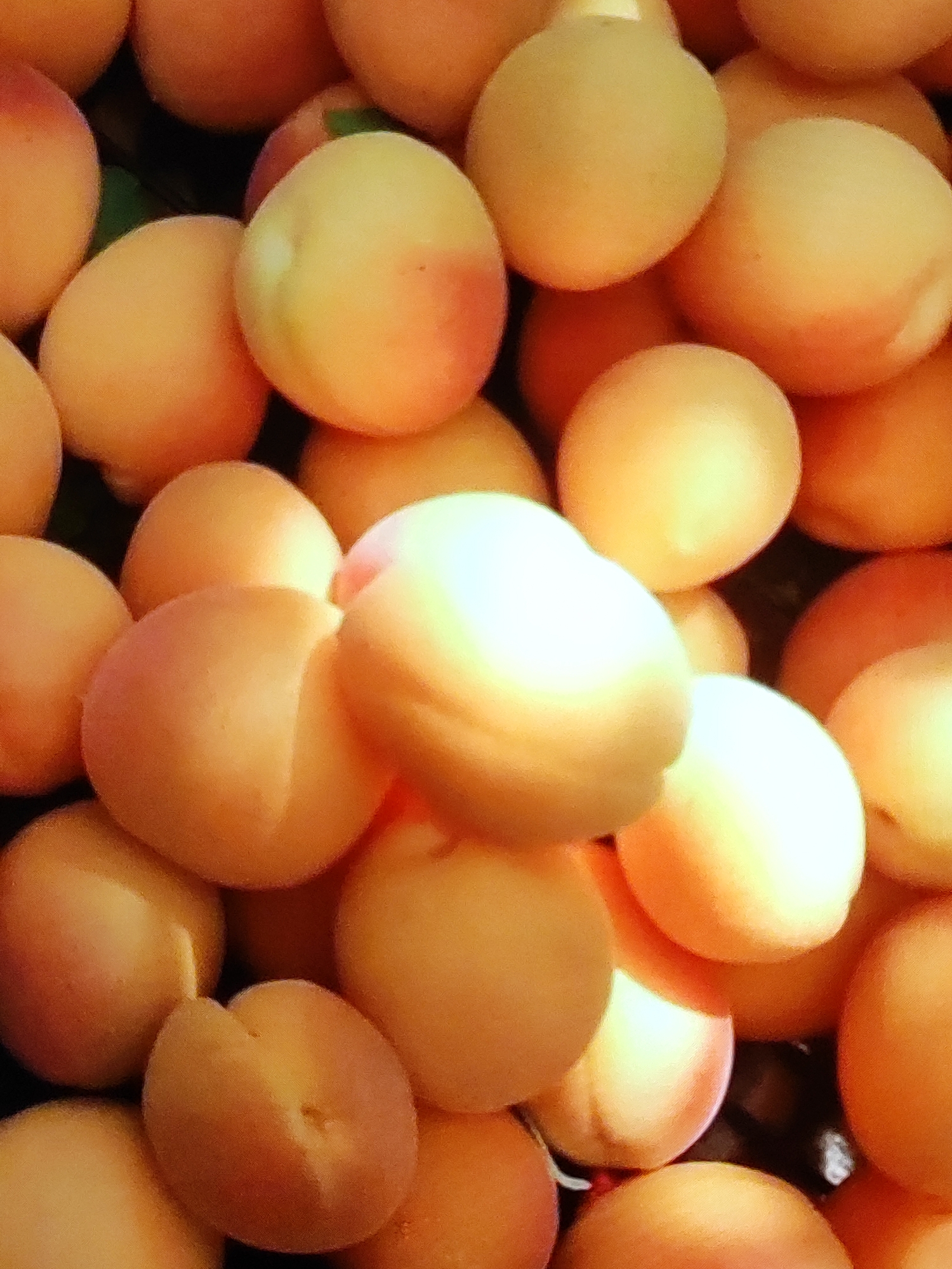 A close-up, overhead shot captures a tightly packed pile of ripe apricots, their surfaces smooth and uniformly round with a slight dimple in the center. The apricots display a gradient of colors, ranging from a pale yellow to a vibrant orange, with hints of blush pink on some. The lighting suggests an outdoor setting, with bright highlights on the fruit indicating direct sunlight. The composition is almost entirely filled with the apricots, with only a small sliver of dark background visible. This image does not contain any discernible landmarks or features that would allow for identification of a specific location in Tashkent, Uzbekistan. There are no people, actions, or interactions depicted.