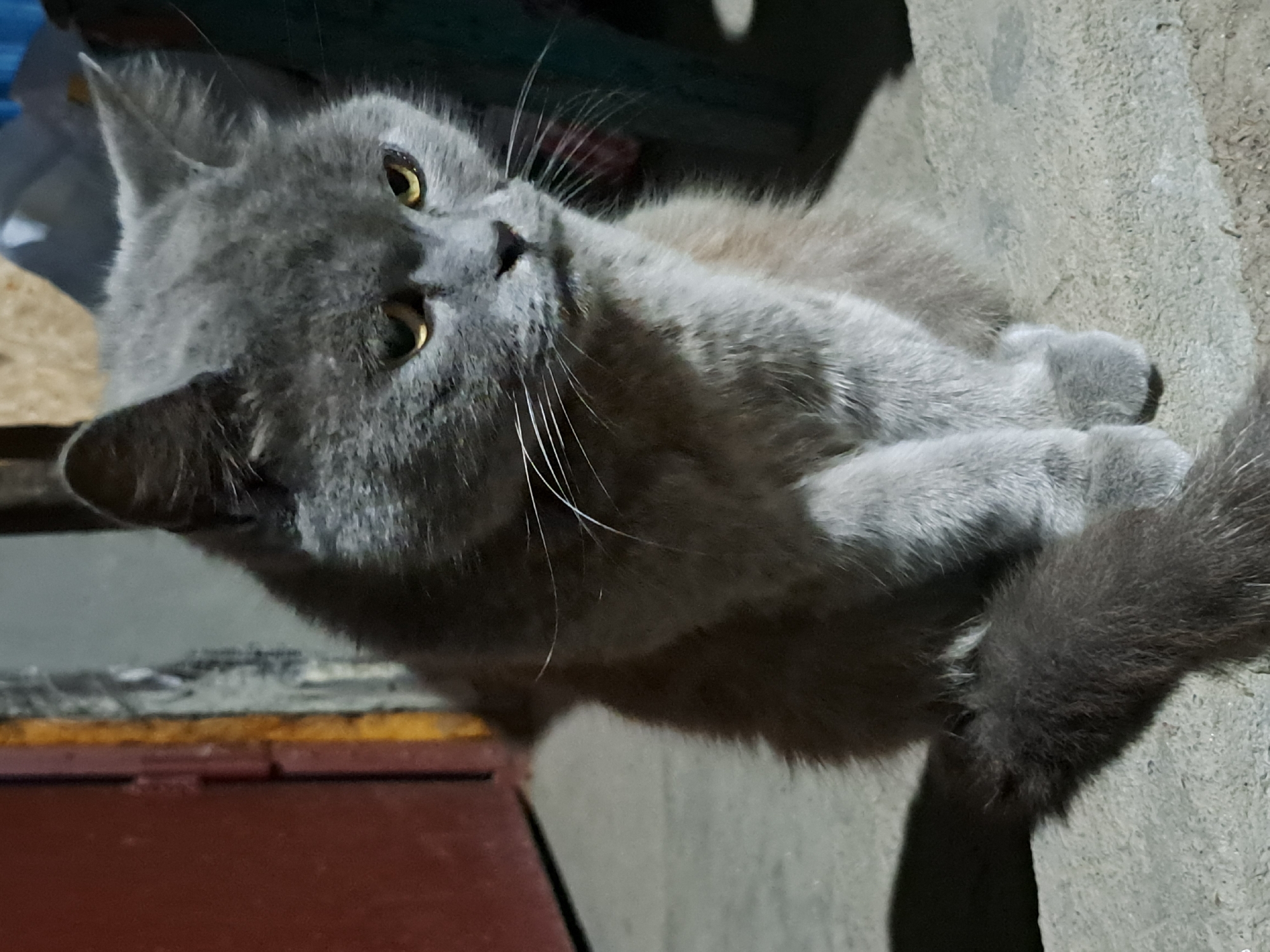 A medium shot shows a gray cat sitting on a concrete surface outdoors. The cat is facing slightly to the right, with its head tilted down. Its eyes are yellow, and its ears are pointed. The cat's fur is a mix of gray and lighter shades of gray, with some hints of orange around its neck. Its tail is visible on the left side of the frame, casting a shadow. In the background, there is a dark red door on the left and a blurry, light-colored wall behind it. The overall scene suggests an urban or semi-urban environment. The location is Vypasne, Ukraine.
