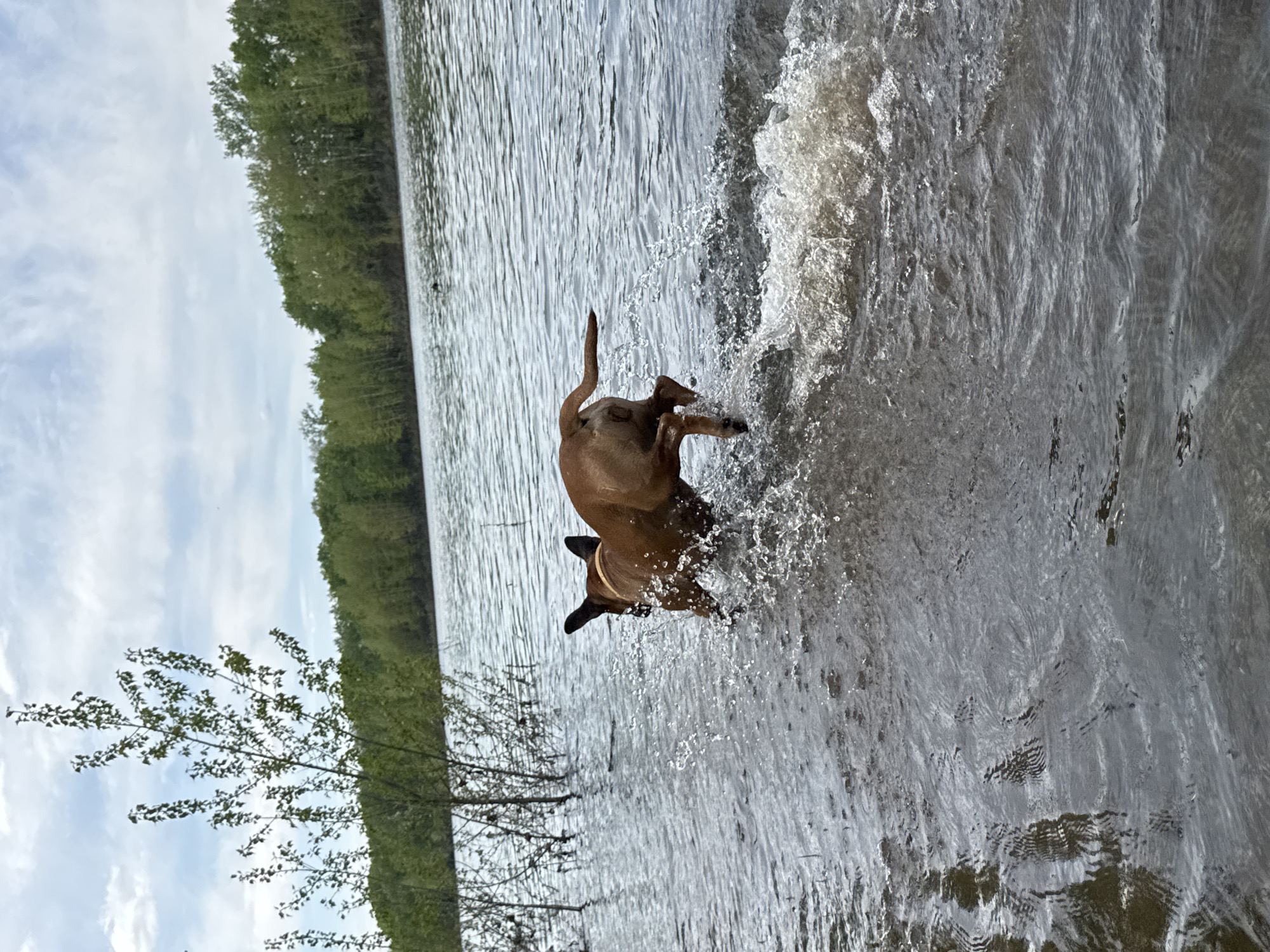 A brown dog is actively splashing in a body of water, causing a significant spray of water. A line of trees is visible along the water's edge, and a small, bare tree branch is in the foreground to the left. The sky is partially cloudy. The location is the city of Chaikovsky, Russia.