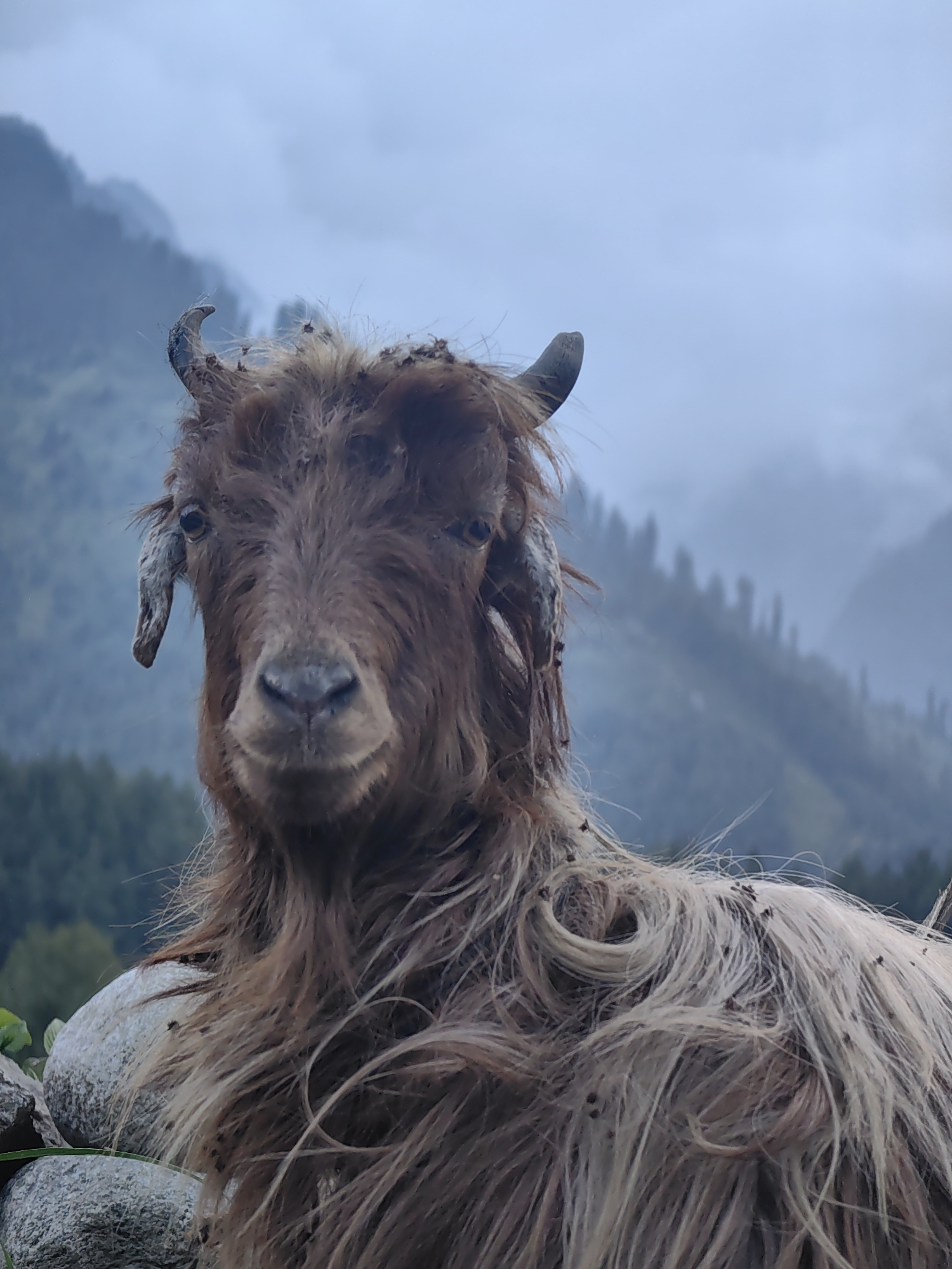 A close-up, head-on shot captures a brown goat in the rural landscape of Kulang, India. The goat's fur is shaggy and appears wet, with small dark specks, possibly insects, visible on its coat, particularly on the lighter fur of its neck and chest. Its eyes are dark and look directly at the camera. Small horns curve backward from its head, and one ear hangs down. The goat is positioned in front of large, greyish rocks. In the background, misty mountains rise, covered in dark green coniferous trees, shrouded in a pale, overcast sky. The overall impression is one of a damp, possibly cold, day in a mountainous region.
