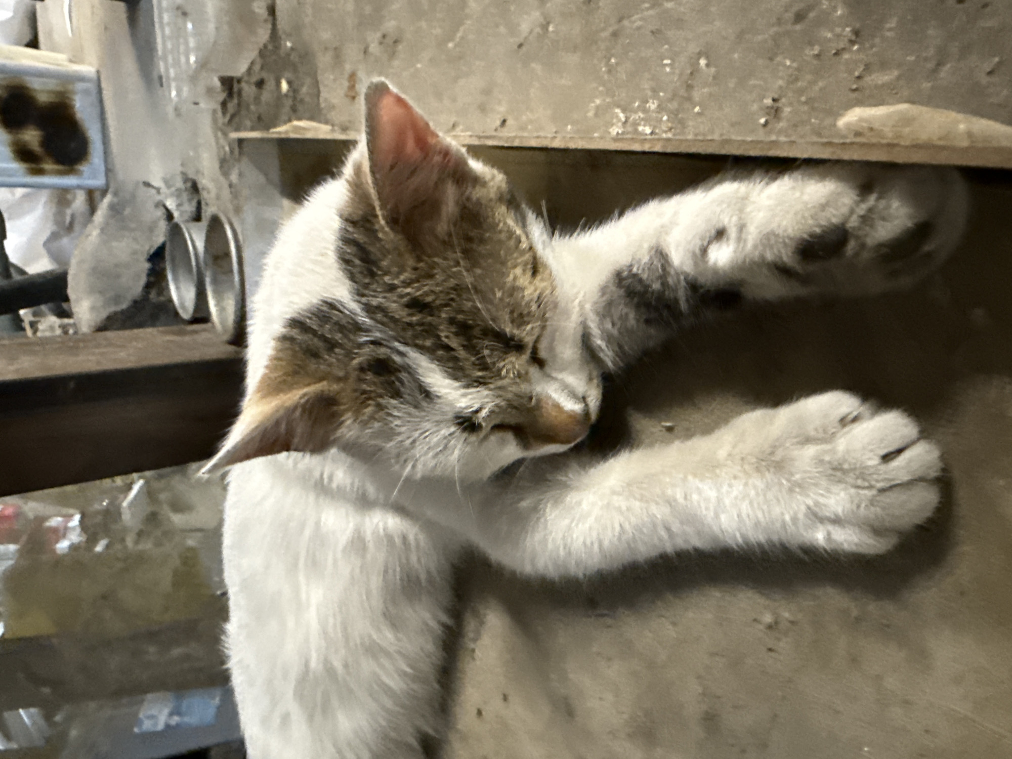 A domestic short-haired cat, predominantly white with brown and grey tabby patches on its head and paws, is depicted sleeping or resting deeply. Its eyes are closed, and it lies on its side, appearing to be tucked into a narrow space or ledge. One paw is extended upwards, seemingly bracing against an overhead surface, while the other paws are relaxed.
The setting appears to be a utilitarian or informal indoor environment, possibly a storage area, garage, or workshop, suggested by the cluttered and somewhat rough background. Above the cat, there is a prominent wooden or concrete beam. The background features various objects, including what looks like plastic containers, possibly metal cups or cans, and general debris, indicating a lived-in or practical space. The surfaces are unrefined, showing wear and tear. No specific time of day or weather conditions are discernible, but the lighting suggests an indoor or dimly lit environment. The cat conveys a sense of peace and comfort in its sleep. There is no visible text in the image. This scene takes place in Plovdiv, Bulgaria.