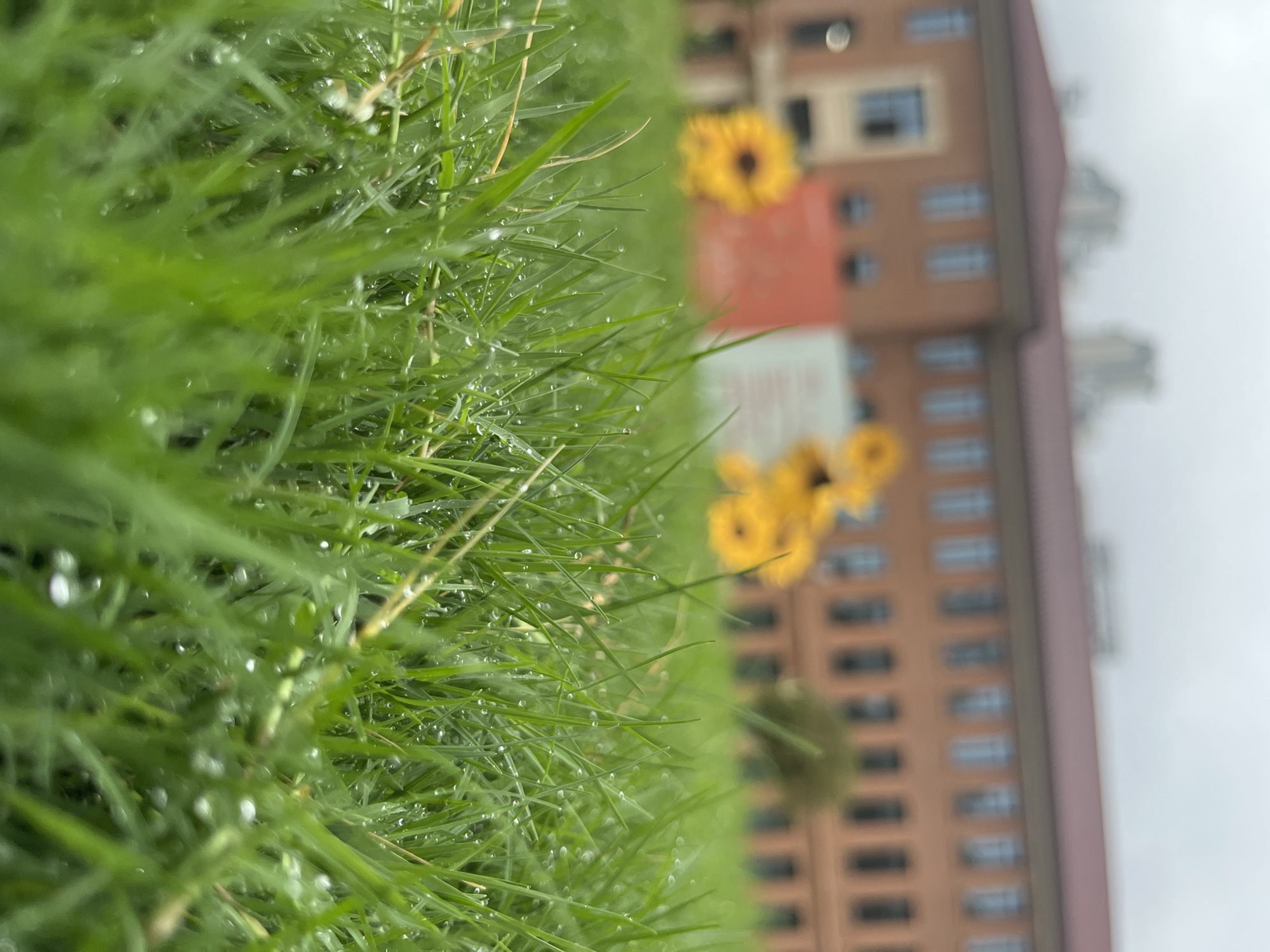 The image captures an outdoor scene from a very low-angle perspective, focusing sharply on lush green grass in the immediate foreground. Numerous small, spherical water droplets, consistent with dew or recent rain, are visible on the blades of grass.
In the blurred midground and background, a large, multi-story building with a reddish-brown tiled roof and light-colored walls is prominent. The building features a uniform arrangement of rectangular windows, some appearing to have a reflective, light blue tint. Several oversized, stylized yellow objects resembling sunflowers are placed in front of and to the sides of the building, indicating an art installation or decorative display. A large, solid red rectangular object and a lighter, possibly white or cream-colored rectangular object are also present in the blurred midground, adjacent to the building.
The sky above the building is uniformly light grey and overcast. Faint, heavily blurred outlines of taller urban structures are discernible in the distant background. No individuals are visible in the scene. The environment depicted is an urban green space, such as a park or campus, located in Yuzhong District, China.