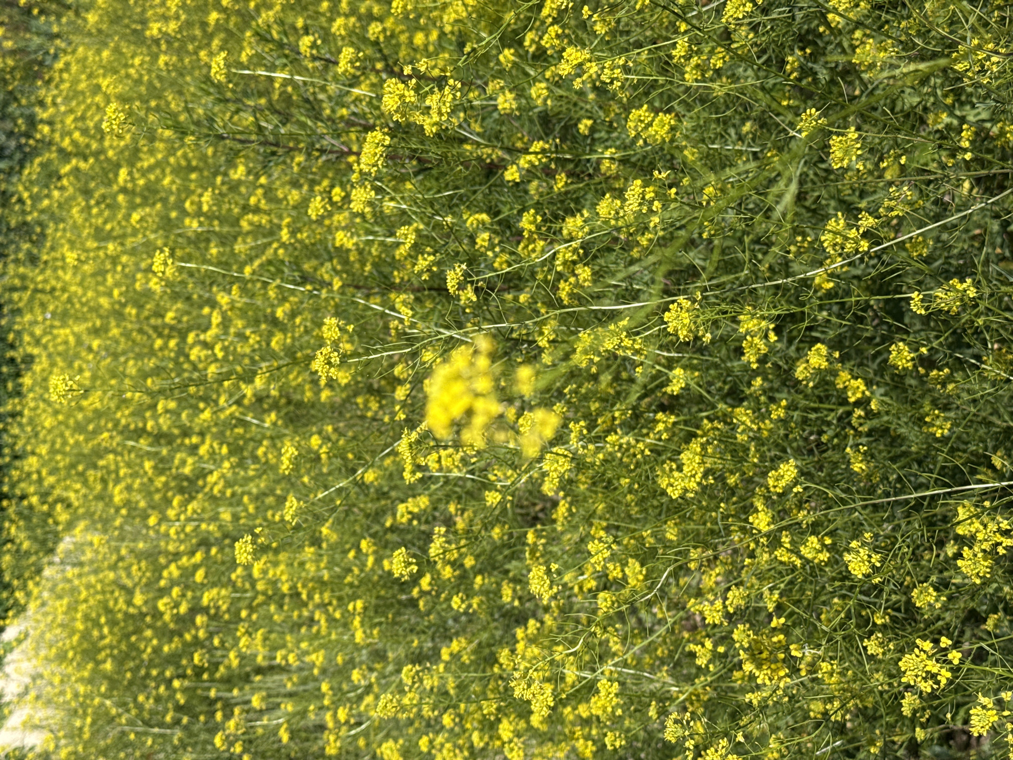 The image displays a close-up view of a field densely populated with small, yellow wildflowers. The flowers are clustered on thin, green stems that are interspersed with green foliage. The overall impression is of a vibrant, natural landscape dominated by the color yellow. The scene is likely outdoors, given the presence of wildflowers and greenery. The specific location in Korobivka, Ukraine is mentioned, suggesting this field is situated within that region. No people or specific objects are visible, and the focus is entirely on the botanical elements of the field.