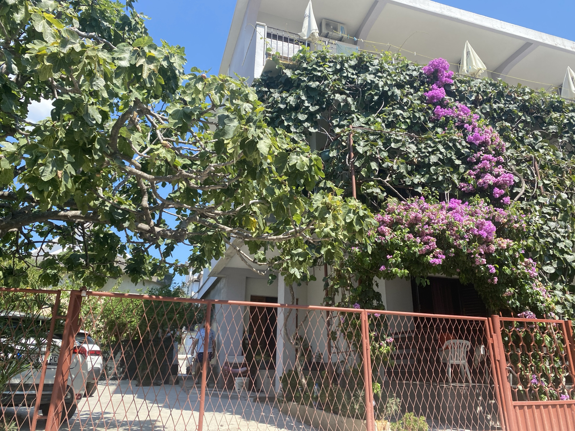 This image shows a house in the city of Bar, Montenegro. A large fig tree with green leaves partially obscures the facade of a white building. The building has a balcony with white umbrellas and an air conditioning unit. A vine with purple flowers climbs the side of the building, cascading over the balcony. In front of the building, there is a red metal fence. Behind the fence, a white car is parked. A person in a blue shirt and shorts is walking up the stairs to the house. Another person is standing on the stairs. The scene is bathed in sunlight under a clear blue sky.