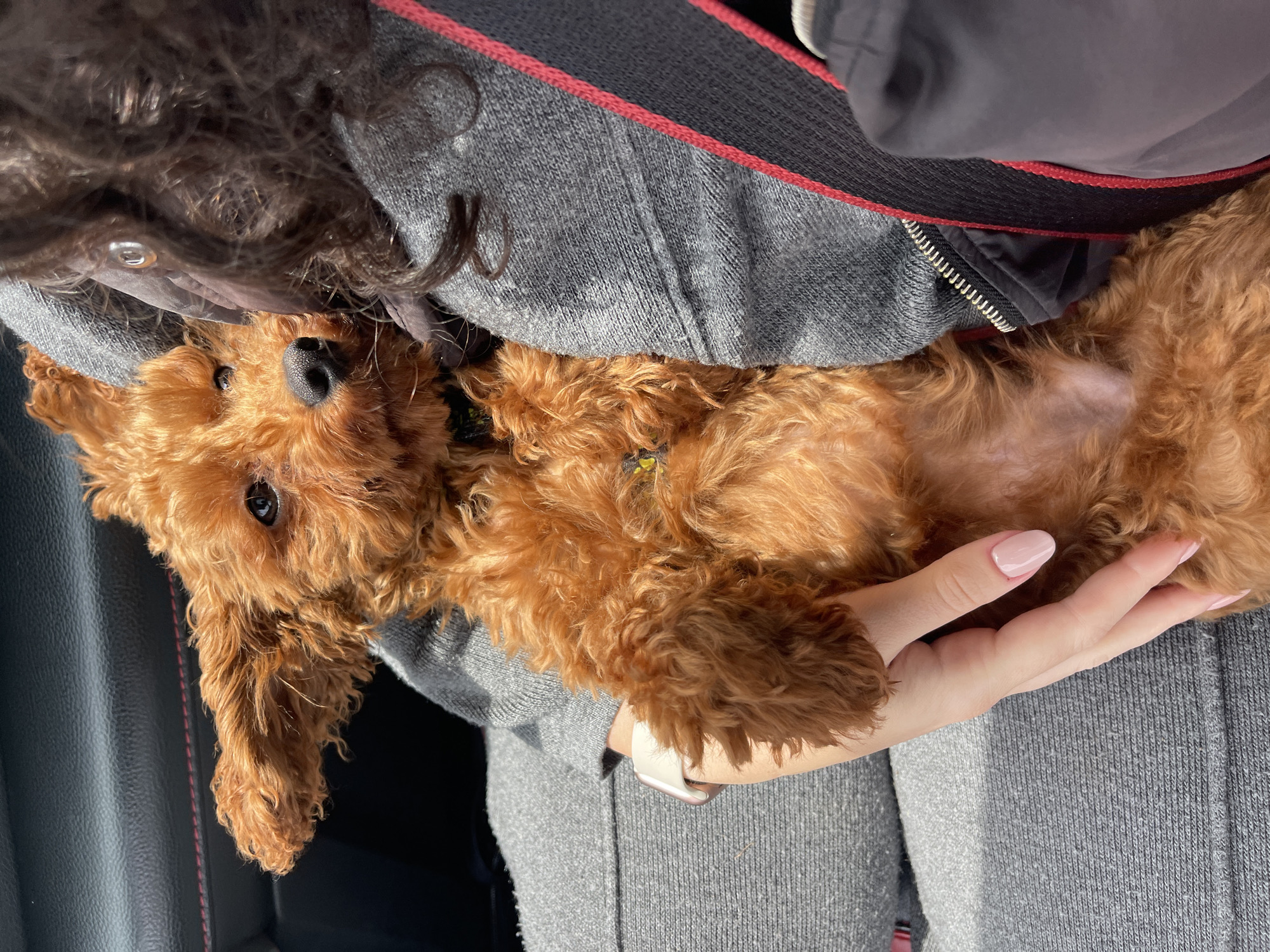 The image shows a person holding a reddish-brown poodle puppy in their arms. The person is wearing a gray sweater and has light pink nail polish. Part of their dark hair is visible in the upper left corner. They are wearing a jacket. There is a car seat in the background. The location is not discernible from the image and cannot be determined as Sofia, Bulgaria.