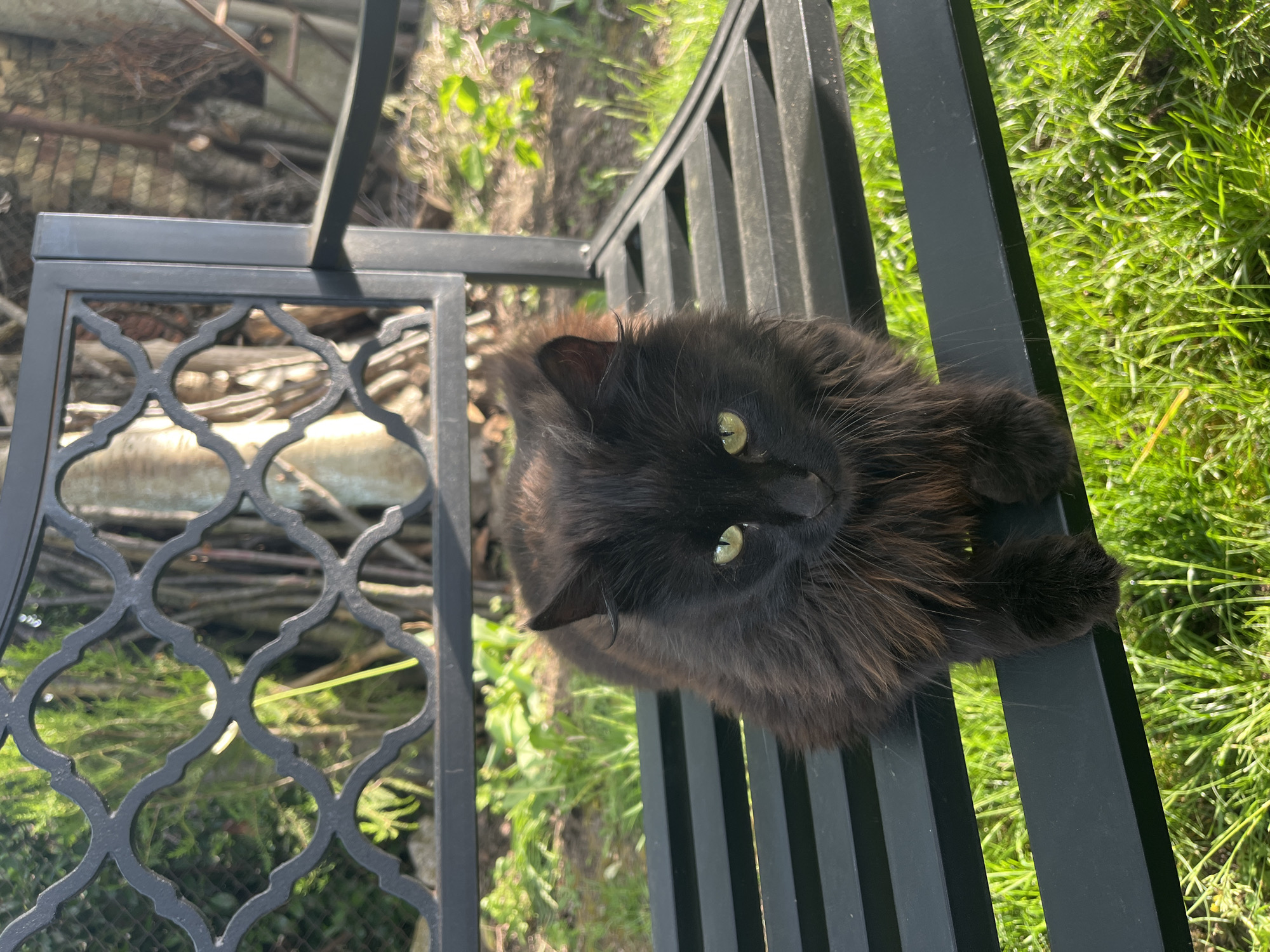 A medium shot shows a black, fluffy cat with green eyes resting on a black metal railing, seemingly part of a bench or chair. Green grass and foliage can be seen in the background, alongside some wood debris behind the decorative part of the bench. The location is indeterminate and cannot be deduced as Varna, Bulgaria.