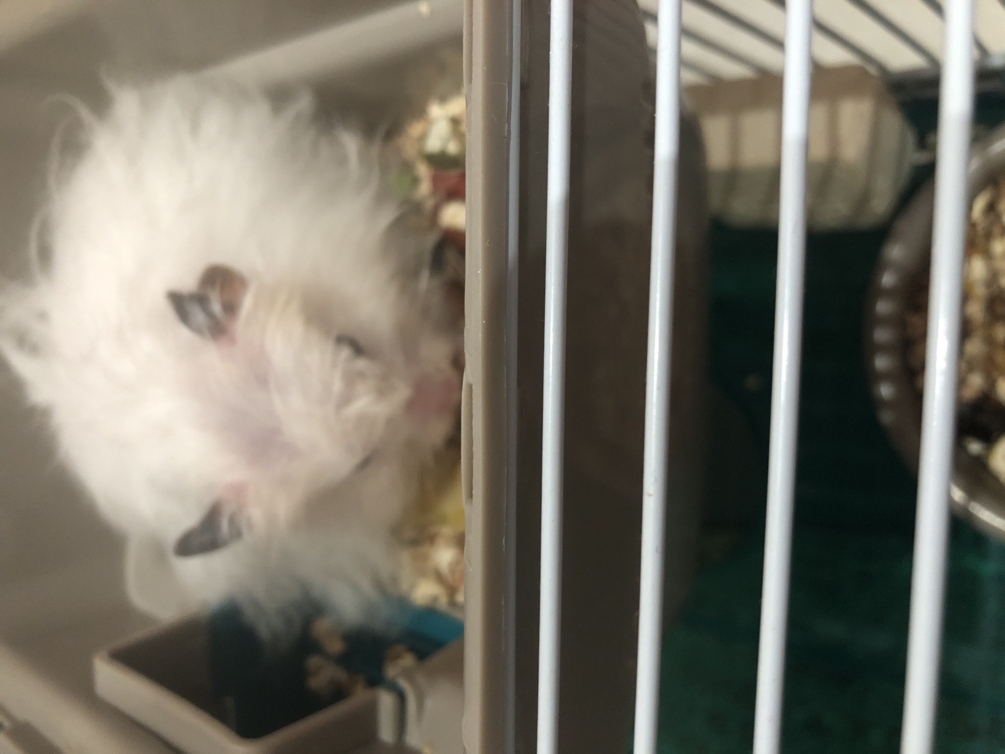 The image shows a white hamster inside a cage, likely in a domestic setting. The hamster is fluffy and appears to be eating from its bedding. The cage has a plastic base and white metal bars. There is a food bowl visible at the bottom of the cage. The background is blurred, but suggests an indoor environment. There is no information to suggest the location is Solikamsk, Russia.