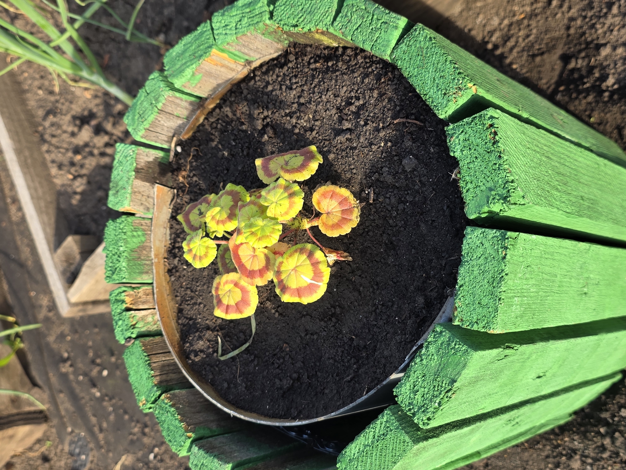 The image shows a close-up of a small plant with variegated leaves in a planter. The planter is a cylindrical container lined with metal and surrounded by a decorative border made of short, vertical wooden planks painted bright green. The planks are rough and show signs of wear. The soil in the planter is dark and appears moist. The background is out of focus and shows dry earth, some wooden structures, and green plant stalks, possibly suggesting an outdoor garden setting. There are no people or animals visible in the image. The scene is brightly lit, indicating it was taken outdoors during the day, likely in sunlight. There is no information in the image to suggest the location is Petrushenko, Russia.