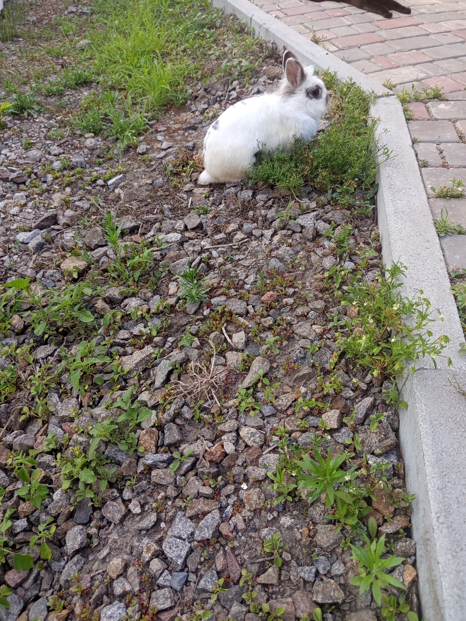 A white rabbit with gray markings on its ears and face sits on a patch of green vegetation next to a concrete curb and a brick pathway. The ground is covered in small gray and brown stones, with scattered green plants. A dark brown animal, possibly a cat, is partially visible lying on the brick pathway in the upper right corner of the image. The scene appears to be outdoors, in a park or garden area. The location is identified as Vilshany, Ukraine.