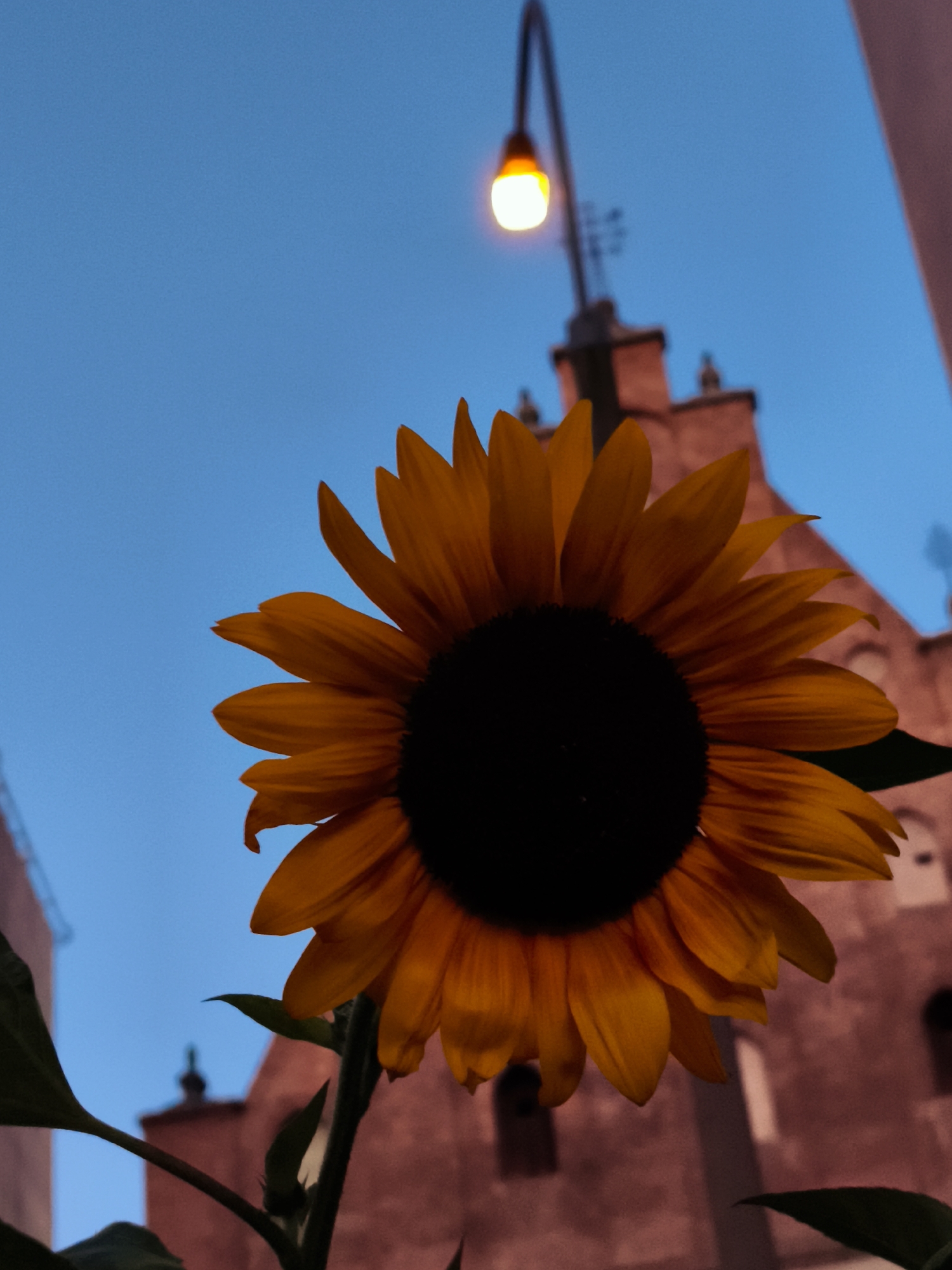 A low-angle, close-up shot features a sunflower in the foreground, its dark center and vibrant orange petals dominating the frame. The sunflower is silhouetted against a clear blue twilight sky. In the background, a historic brick building, possibly part of a church or old town architecture, is visible, with architectural details such as arched windows and spires suggested. A street lamp with a warm, glowing bulb is positioned above and behind the sunflower, casting a soft light. The overall mood is serene and atmospheric, capturing a moment at dusk in an urban setting. The specific location in Gdańsk, Poland, is not discernible from the image alone.