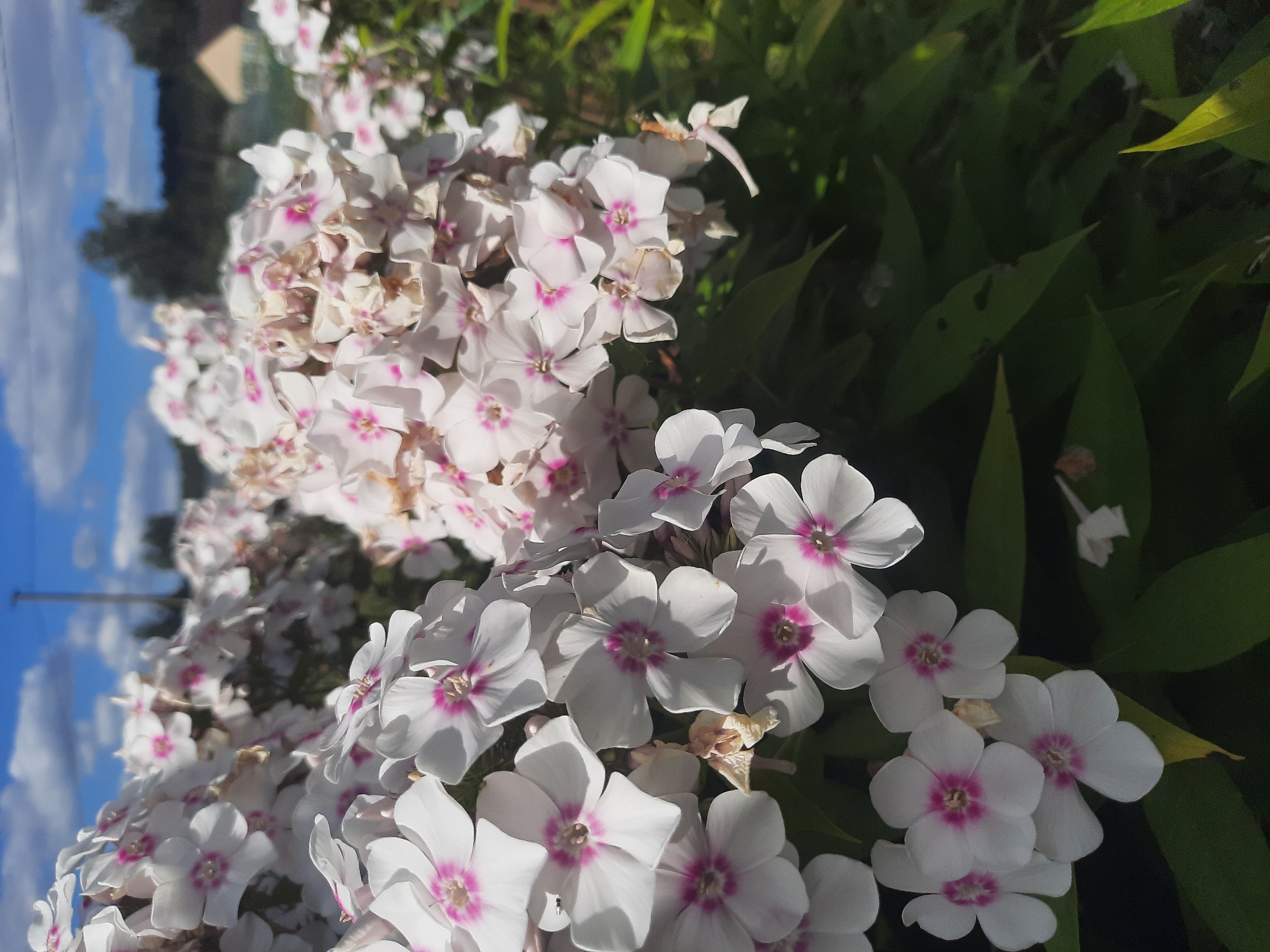 This is a close-up, eye-level shot of blooming white phlox flowers with pink centers. The flowers are densely clustered, with some in sharp focus in the foreground and others blurred in the background. The leaves of the plants are a deep green and are visible beneath the flowers. The sky above is a bright blue with scattered white clouds. In the distance, out of focus, a blurred silhouette of trees and a building can be seen, along with a utility pole. The overall impression is of a sunlit summer day in a garden or natural setting, possibly in or near the city of Shklov, Belarus.