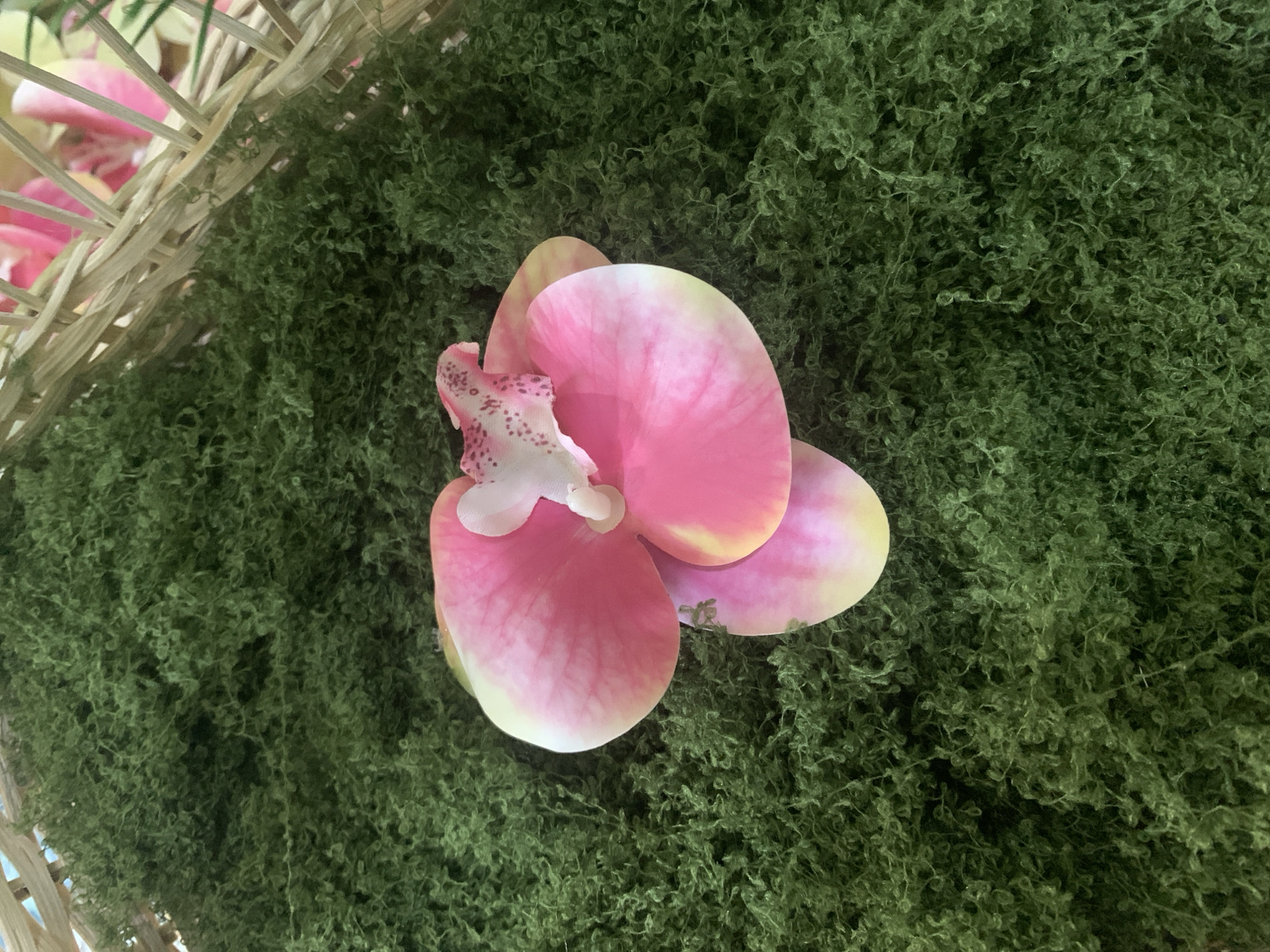 A single pink and white orchid rests on a bed of green, textured moss. The moss is dense and appears to be artificial, with many small, curly strands. The orchid has three prominent petals, with a lighter pink and yellow gradient towards the edges, and a white center with pink speckles. Part of a woven basket can be seen in the upper right corner of the image, suggesting the orchid and moss are part of a decorative arrangement. The scene appears to be indoors or in a controlled environment, as there is no indication of natural outdoor elements. The location in Kuala Pembuang, Indonesia is not determinable from the visual information provided.