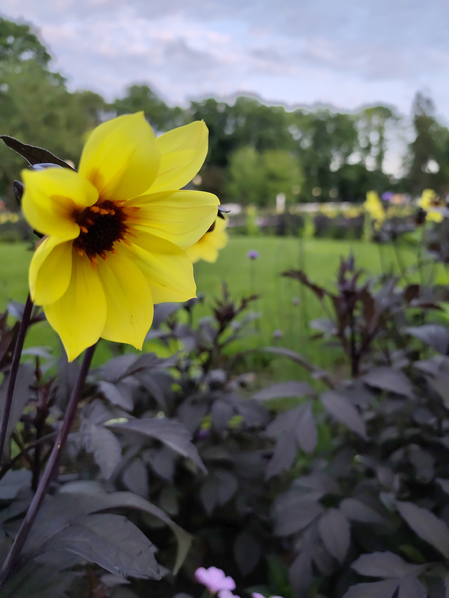 A close-up, low-angle shot focuses on a vibrant yellow dahlia flower with a dark red center. The flower is in the foreground, slightly to the left of the frame, with its petals unfurling. Behind the dahlia, dark purple foliage creates a contrast. The background is blurred, showing a green lawn, a line of trees, and a cloudy sky, suggesting an outdoor park or garden setting. There are no people visible in the image. The overall impression is one of natural beauty and tranquility. The lighting suggests it is either early morning or late afternoon.