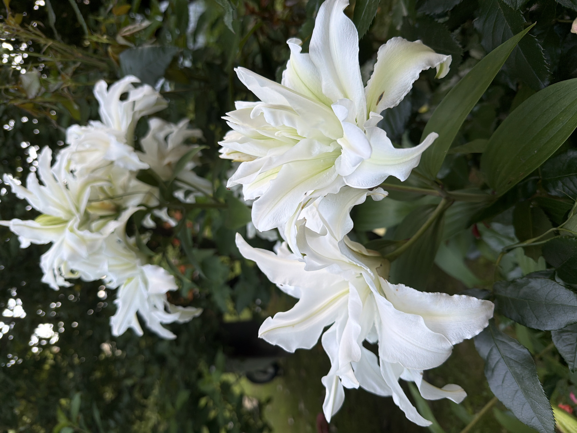A close-up, eye-level, outdoor shot features a cluster of fully bloomed, white lilies in the foreground and background. The lilies are lush with many petals, creating a full and layered appearance. The lighting is natural, suggesting daytime, and the focus is sharp on the lilies, with the background foliage and a blurry object resembling a wheel and trailer, or garden cart, being out of focus. The setting appears to be a garden or park, possibly within the садоводческое товарищество (SNT) Маяк in Darna, Russia, indicated by the presence of mature green trees and other garden plants. There are no people visible in the image.