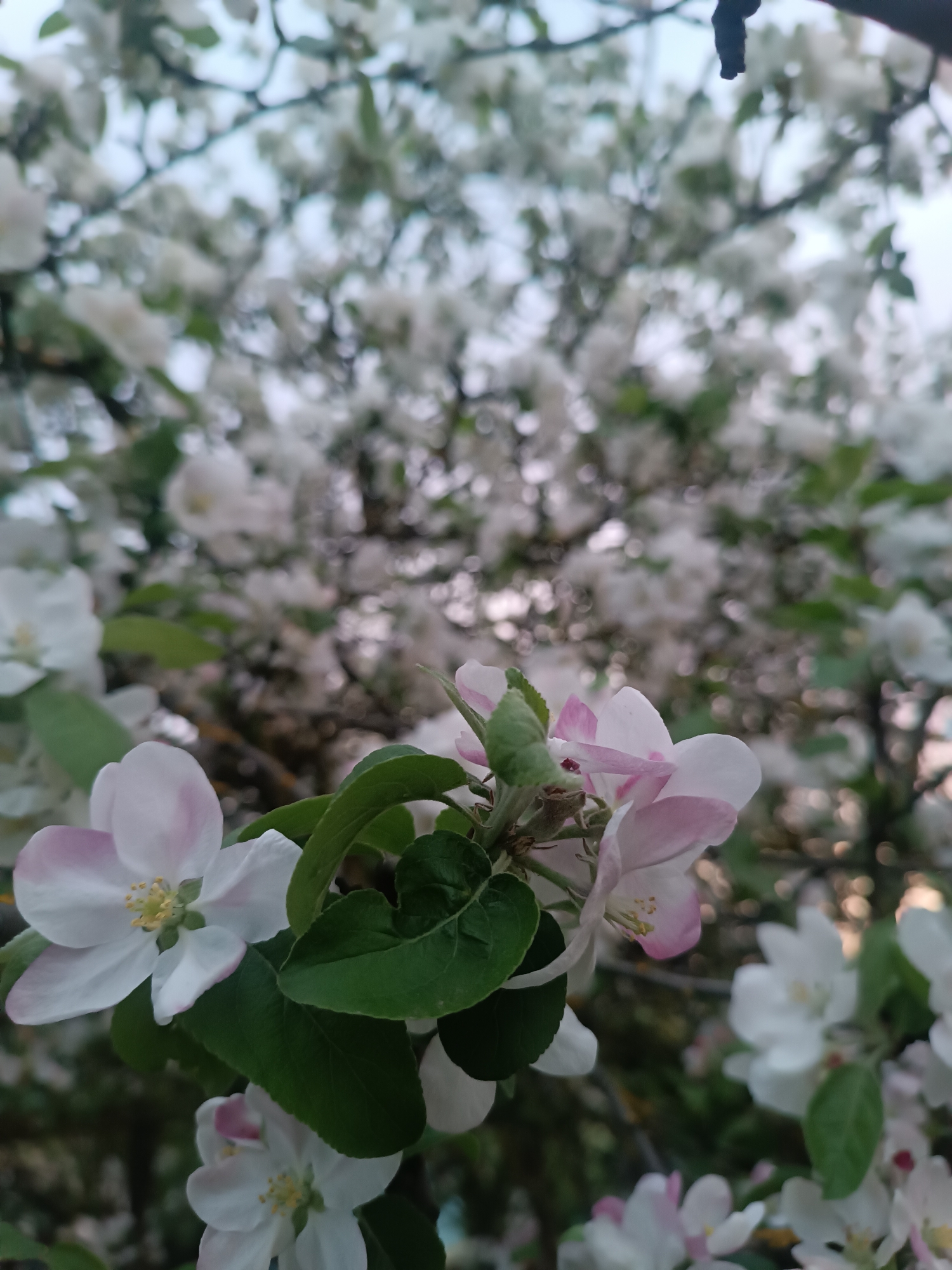 The image shows a close-up of apple blossoms with pink-tinged white petals and green leaves in focus. A blurred background reveals many more blossoms, suggesting a blooming apple tree. The sky is visible at the top of the frame, appearing overcast. There is no information to support that the image was taken in Motyakovo, Russia. There is no information about the people, objects, actions, or interactions.
