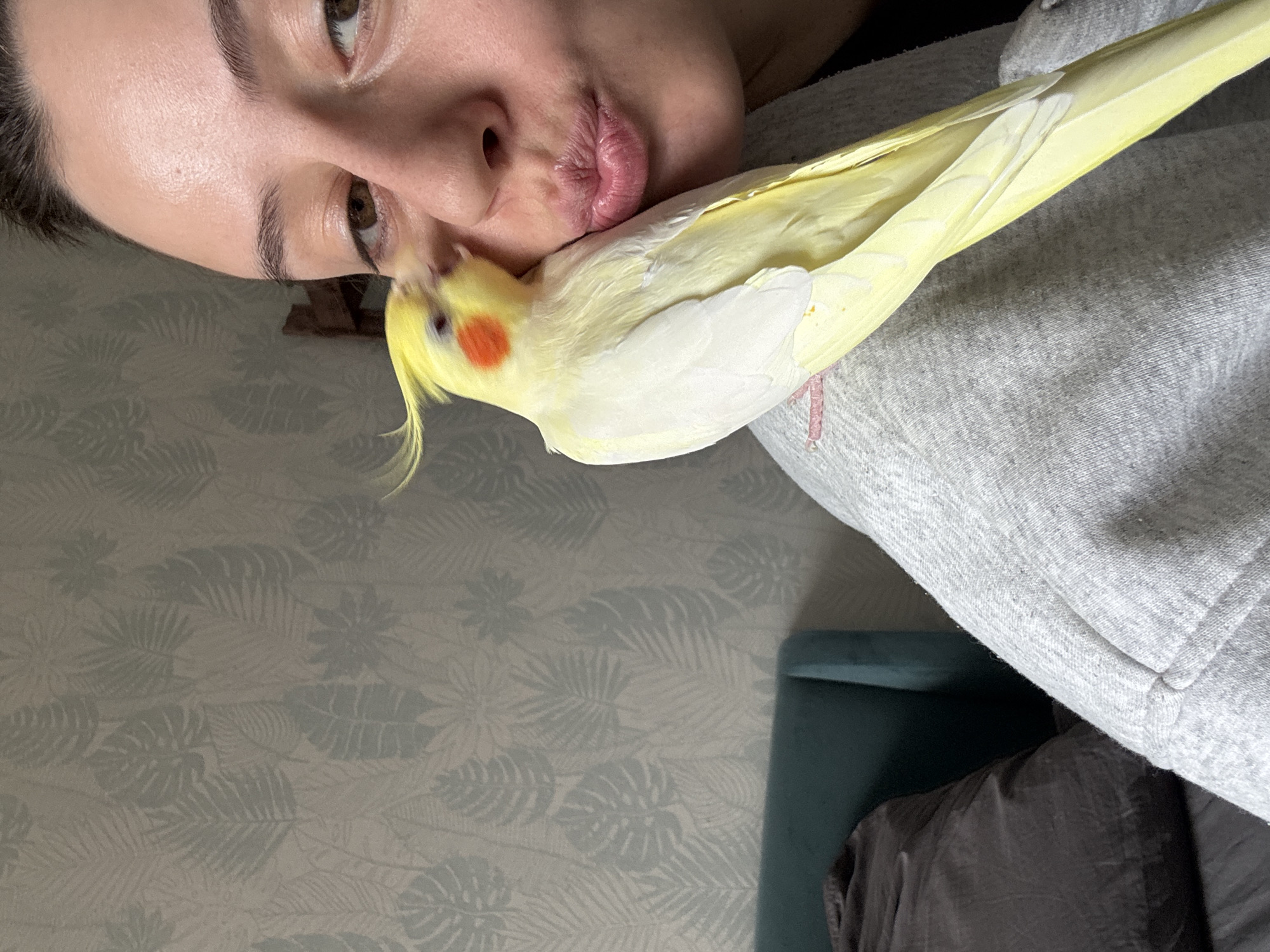 A young woman holds a yellow cockatiel bird close to her face, with her lips puckered as if to kiss the bird. The bird is perched on her shoulder, and its head is near her lips. The location appears to be indoors, with patterned wallpaper visible in the background. The woman is wearing a grey sweatshirt. The location cannot be determined based on the image alone, including the suggestion of being in Krasnoyarsk, Russia.