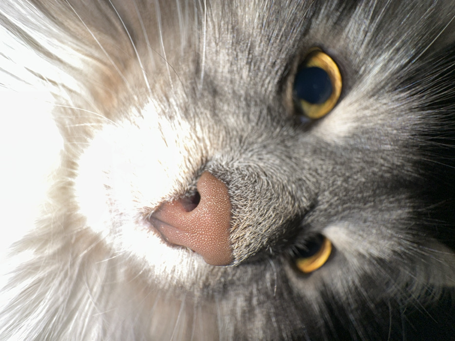 A close-up image of a gray and white cat's face. The cat's pink nose is in focus, textured with small bumps. Golden eyes peek out from the gray fur, one clearly visible and the other partially obscured. The left side of the face is illuminated, while the right side is shaded. The fur is long and fluffy, creating a soft texture throughout. The angle is slightly tilted.