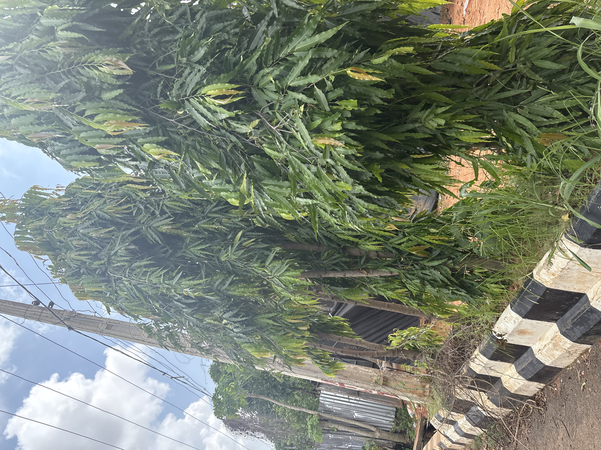 The image depicts a lush green tree with elongated, serrated leaves, possibly an Ashoka tree, dominating the foreground. The tree's foliage is dense, with some leaves showing a lighter, yellowish hue, suggesting possible variations in growth or maturity. The tree appears to be growing alongside a road, indicated by a black and white striped barrier on the right, a common road marking in many regions.
In the background, glimpses of a building with a corrugated metal roof and a brick wall can be seen, suggesting a semi-urban or rural setting. A utility pole with multiple wires stretches across the upper left portion of the frame, reaching towards a partly cloudy sky. The lighting suggests it is daytime, likely late morning or early afternoon, given the bright sunlight filtering through the leaves and illuminating the scene.
The overall impression is one of natural vibrancy juxtaposed with man-made infrastructure. The focus is primarily on the texture and density of the tree's leaves, creating a sense of abundance and natural growth. There are no visible people or specific activities taking place, making it a still-life scene of a roadside environment in Nkpor, Nigeria. The time of day appears to be daytime, with clear to partly cloudy skies.